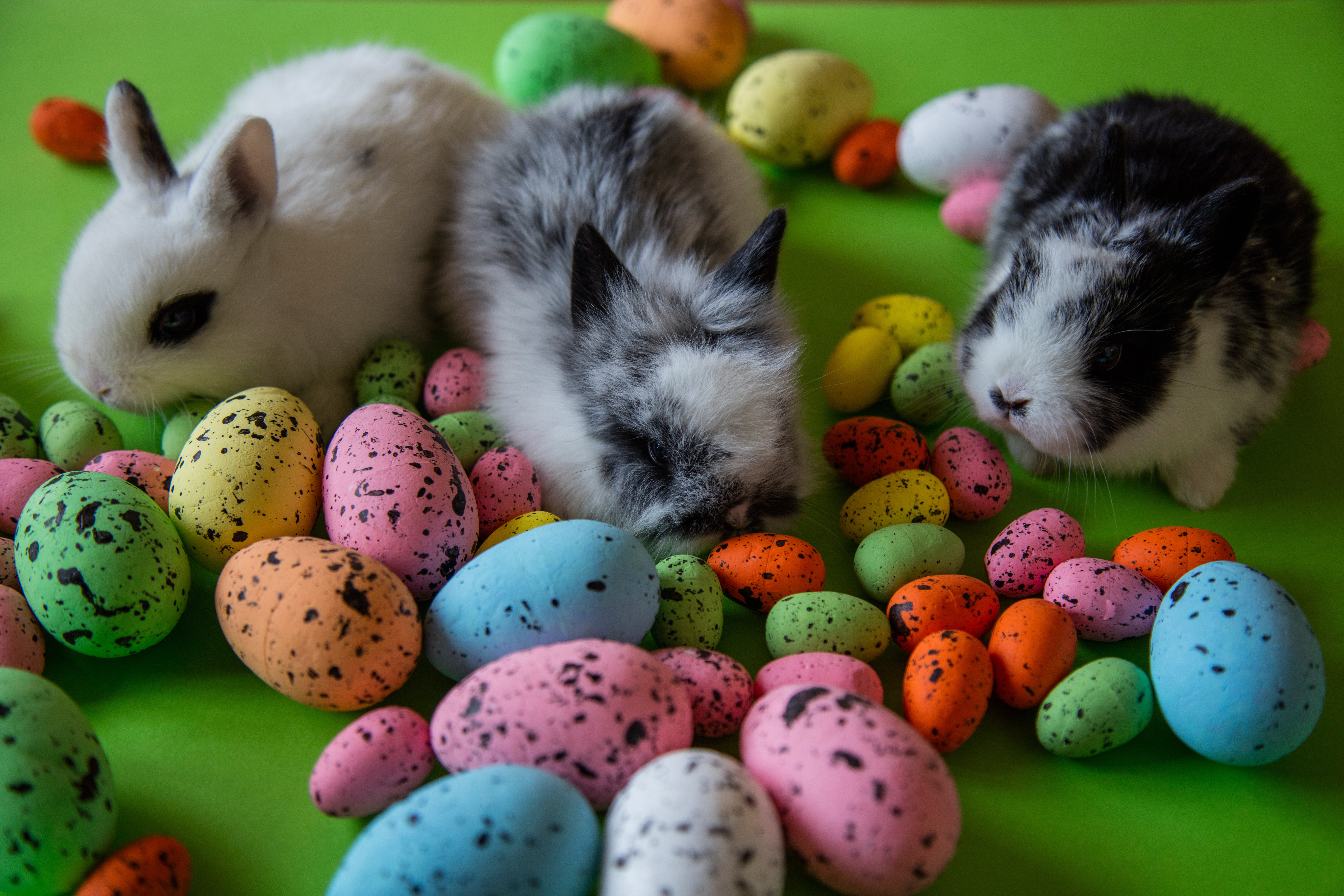 eggs, Easter, rabbits