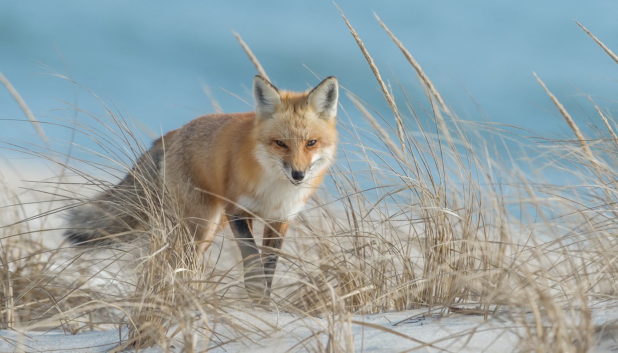 fox