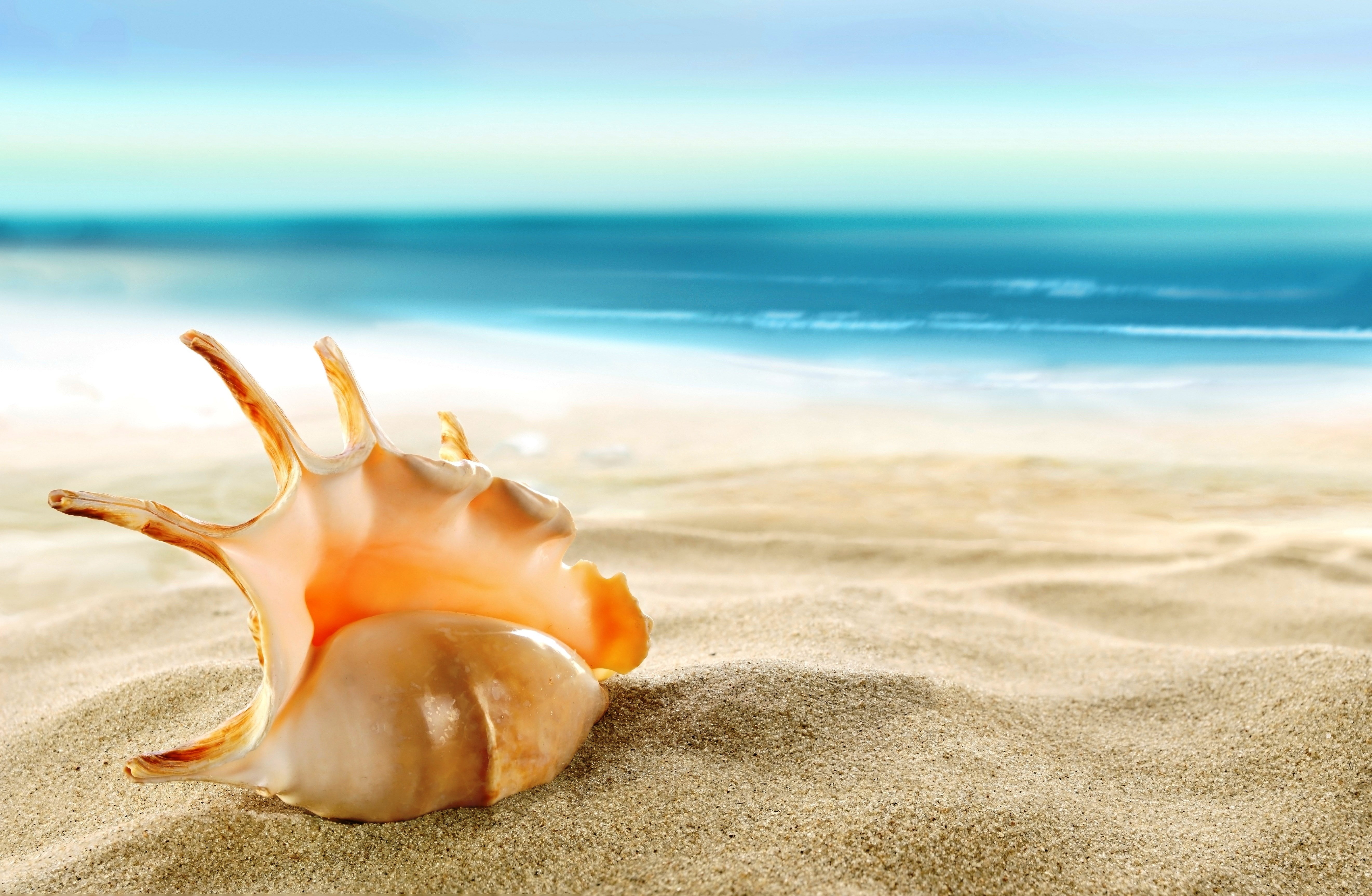 shell