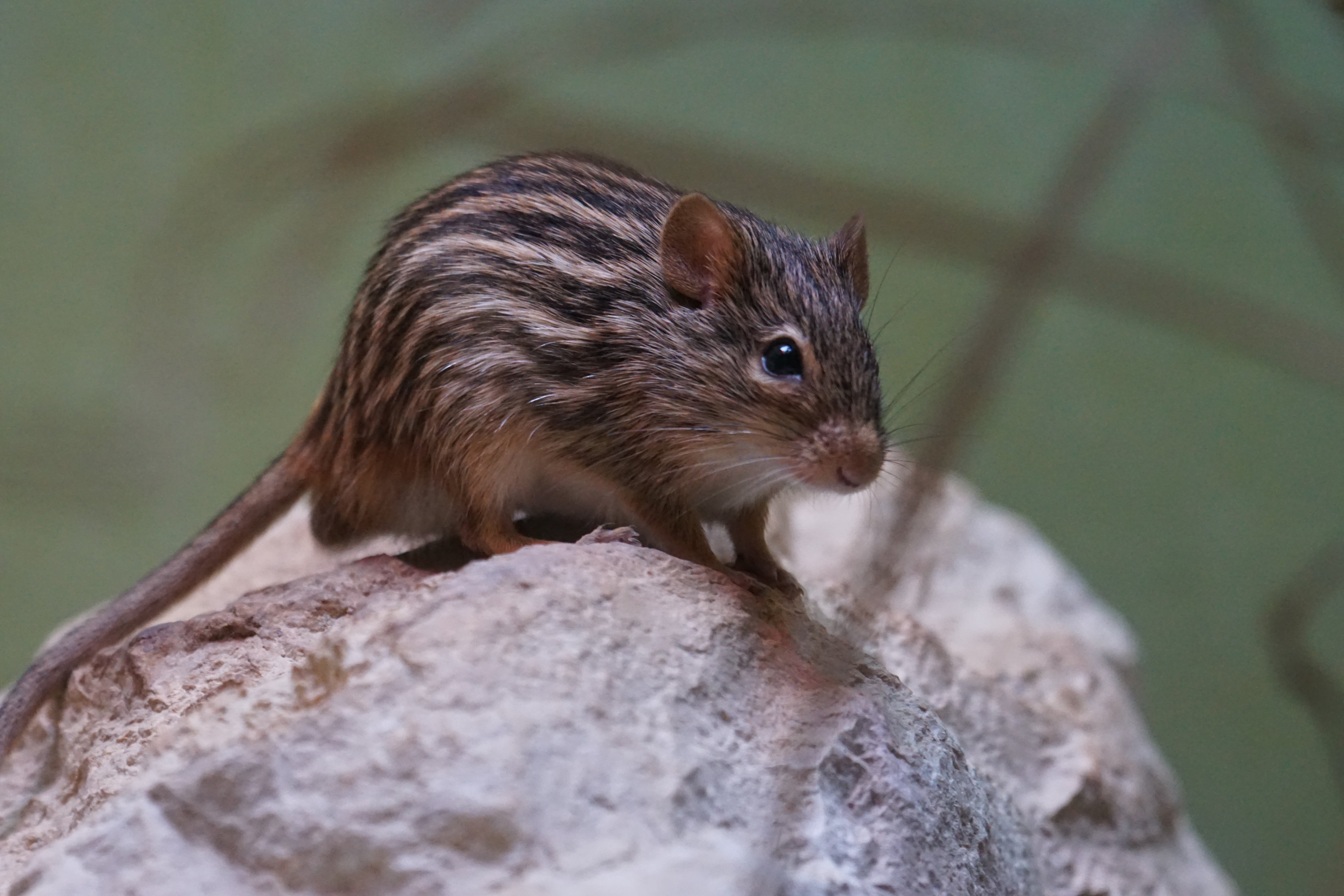 black and brown mouse, striped, rodent, animal, mammal, wildlife