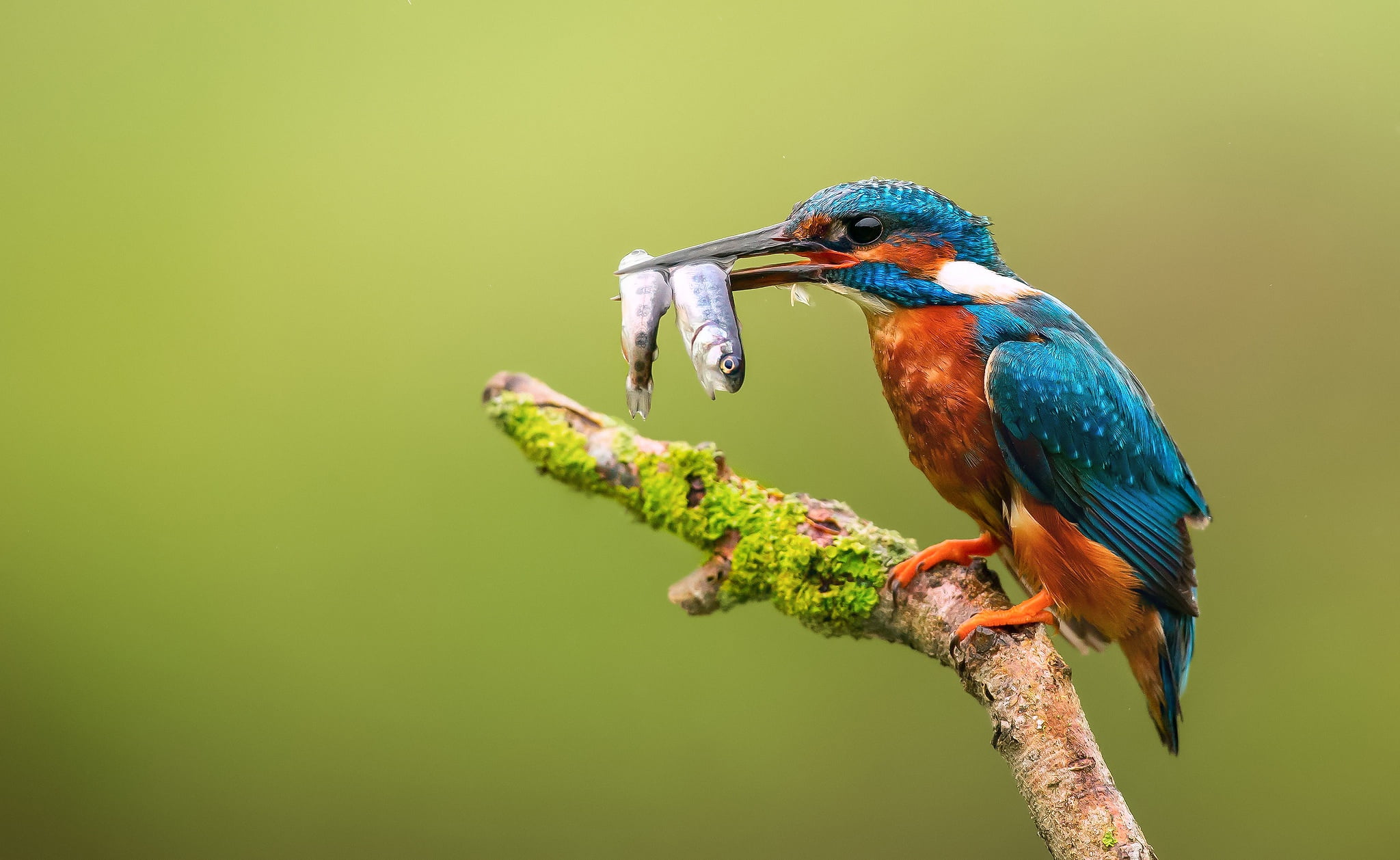 background, bird, fish, branch, beak, Kingfisher, catch
