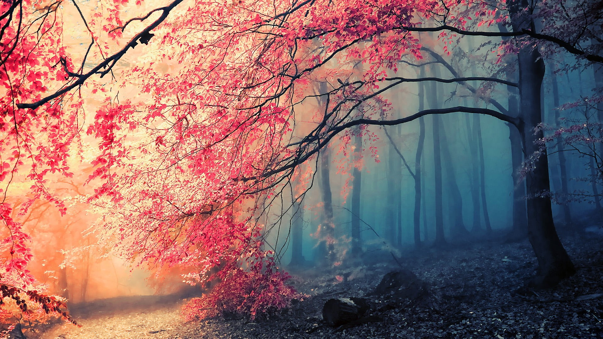 pink flowering tree, landscape photo of forest, nature, trees