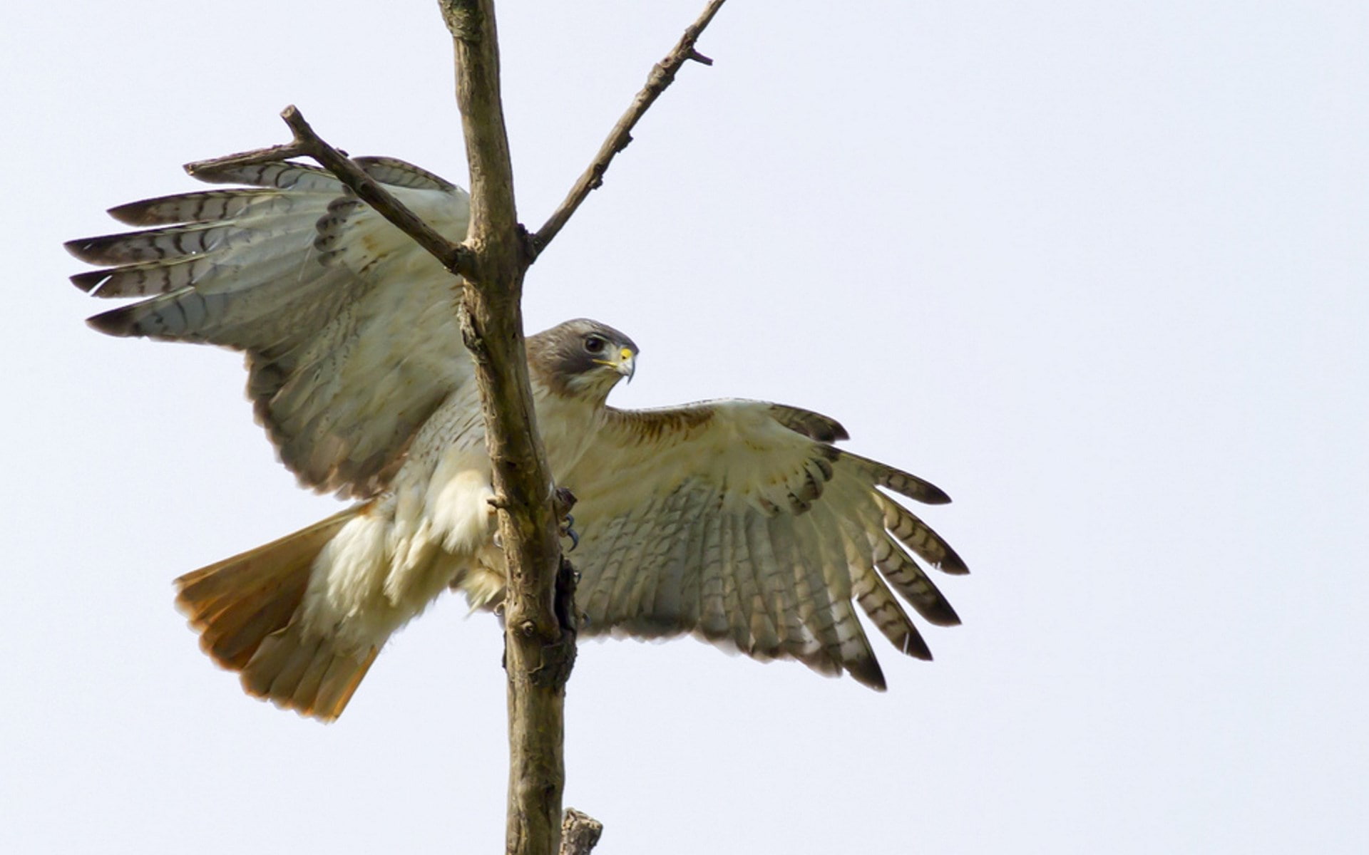 eagle