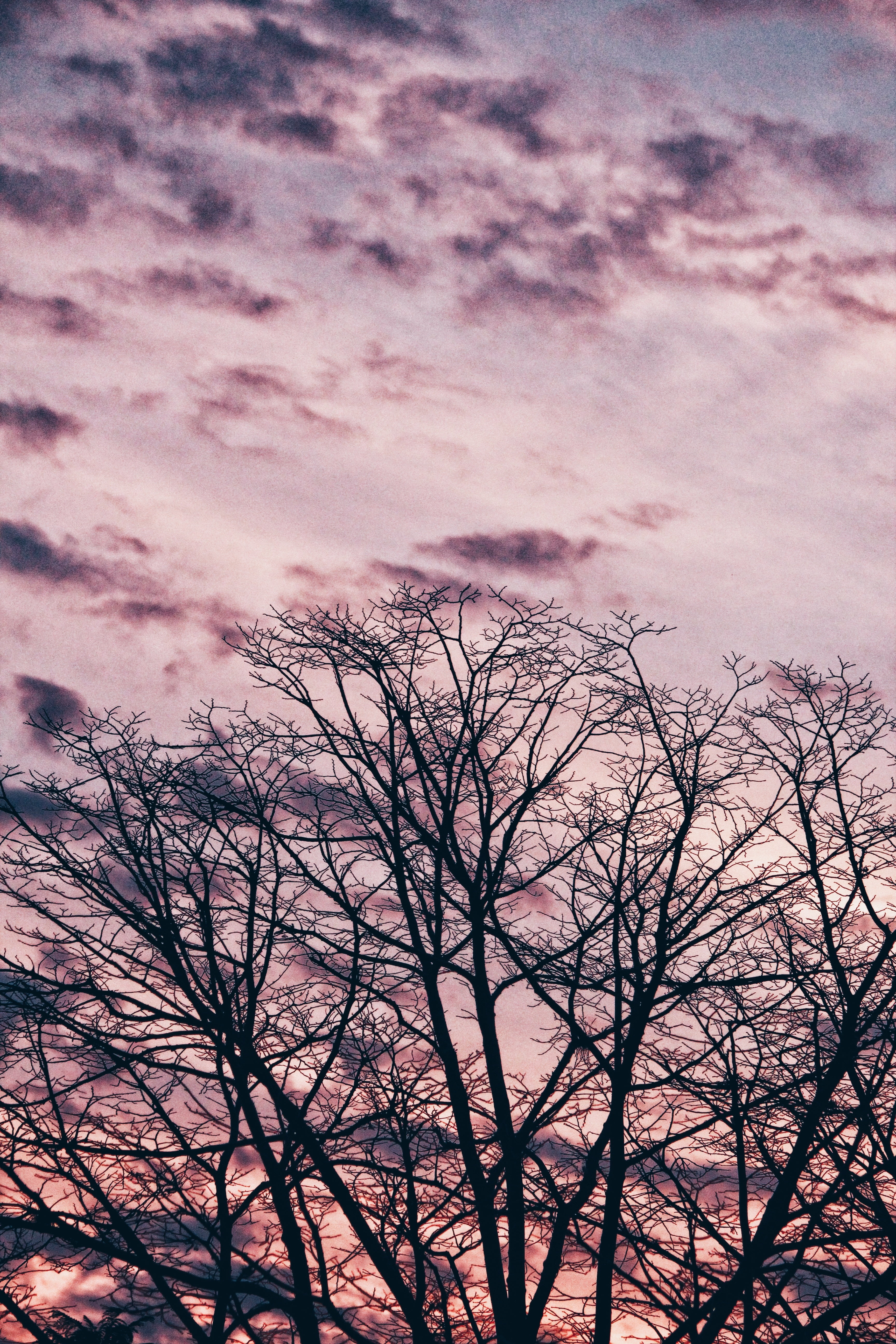 tree, branches, sky, clouds, cloud - sky, bare tree, beauty in nature