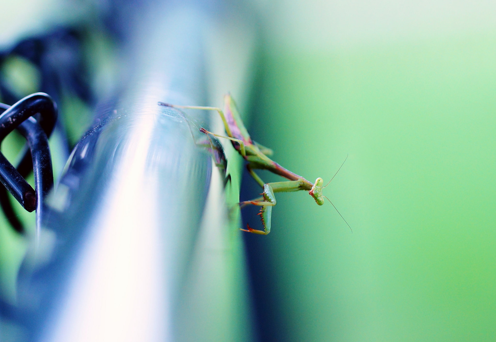 surface, background, mantis, pipe, insect, metal