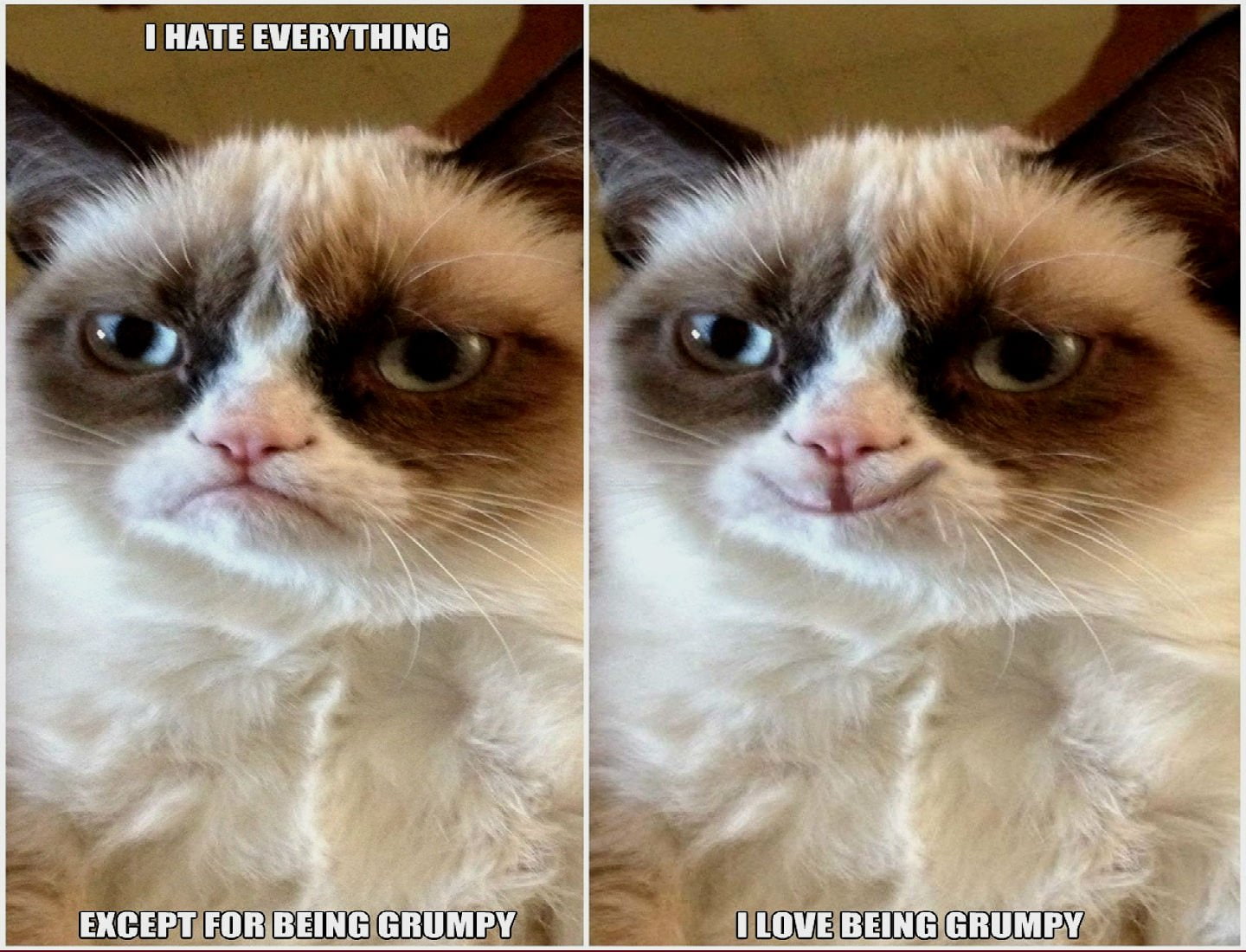 cat, funny, grumpy, humor, meme, quote