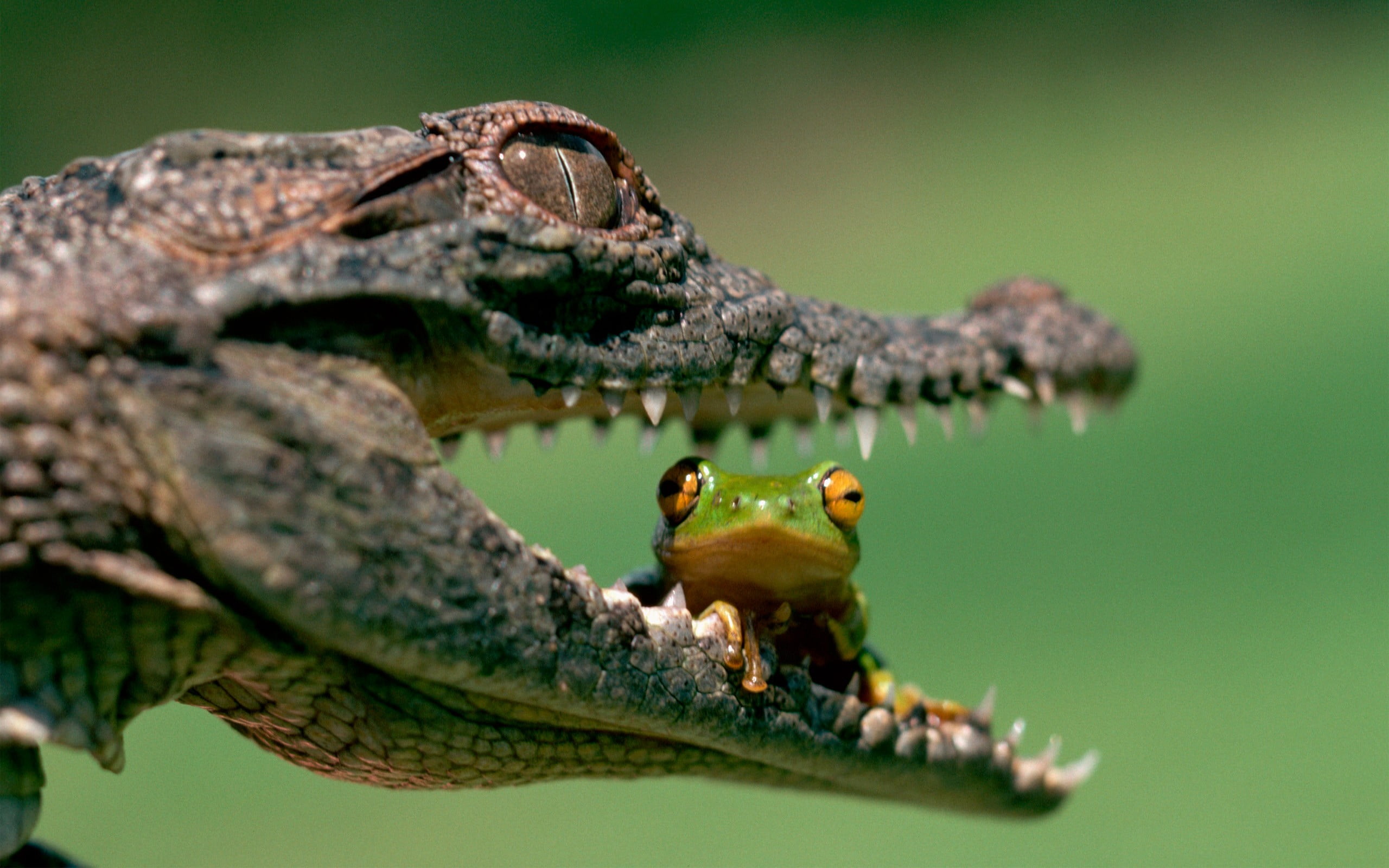 alligator and frog, green tree frog sitting on alligator's mouth