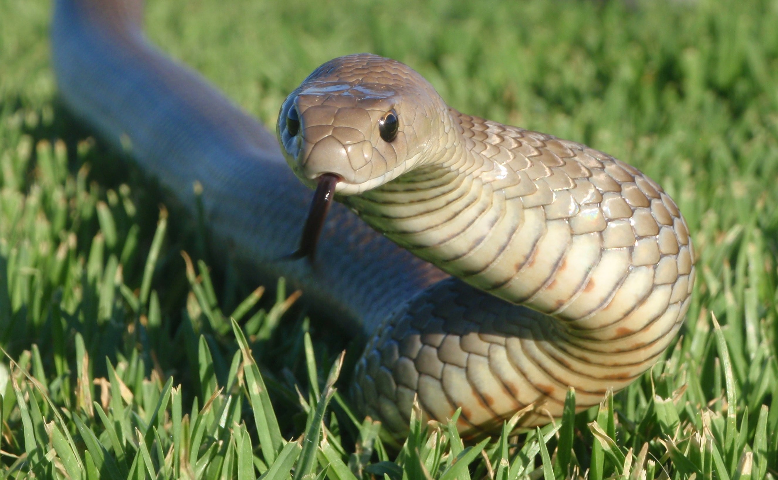 python