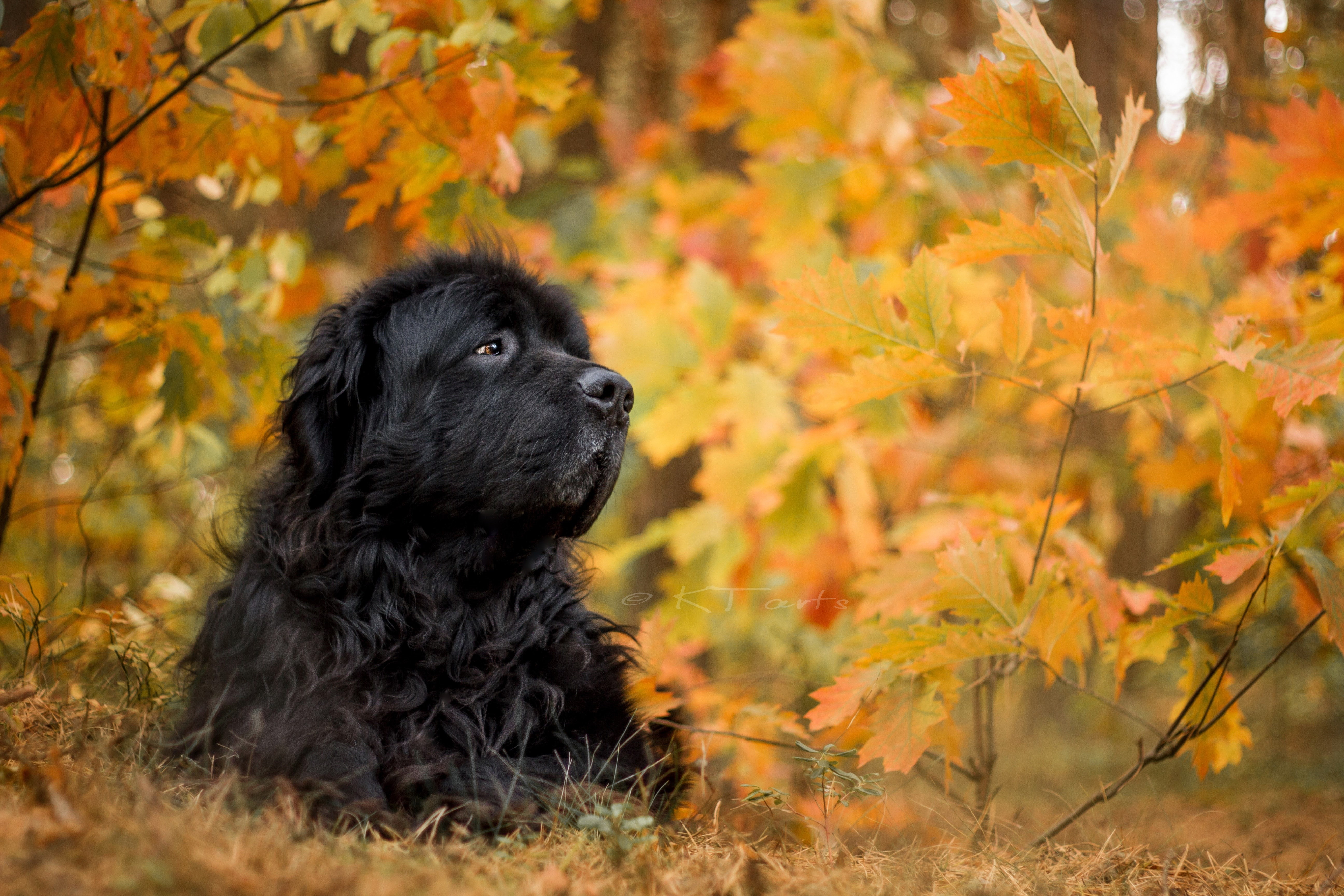 newfoundland