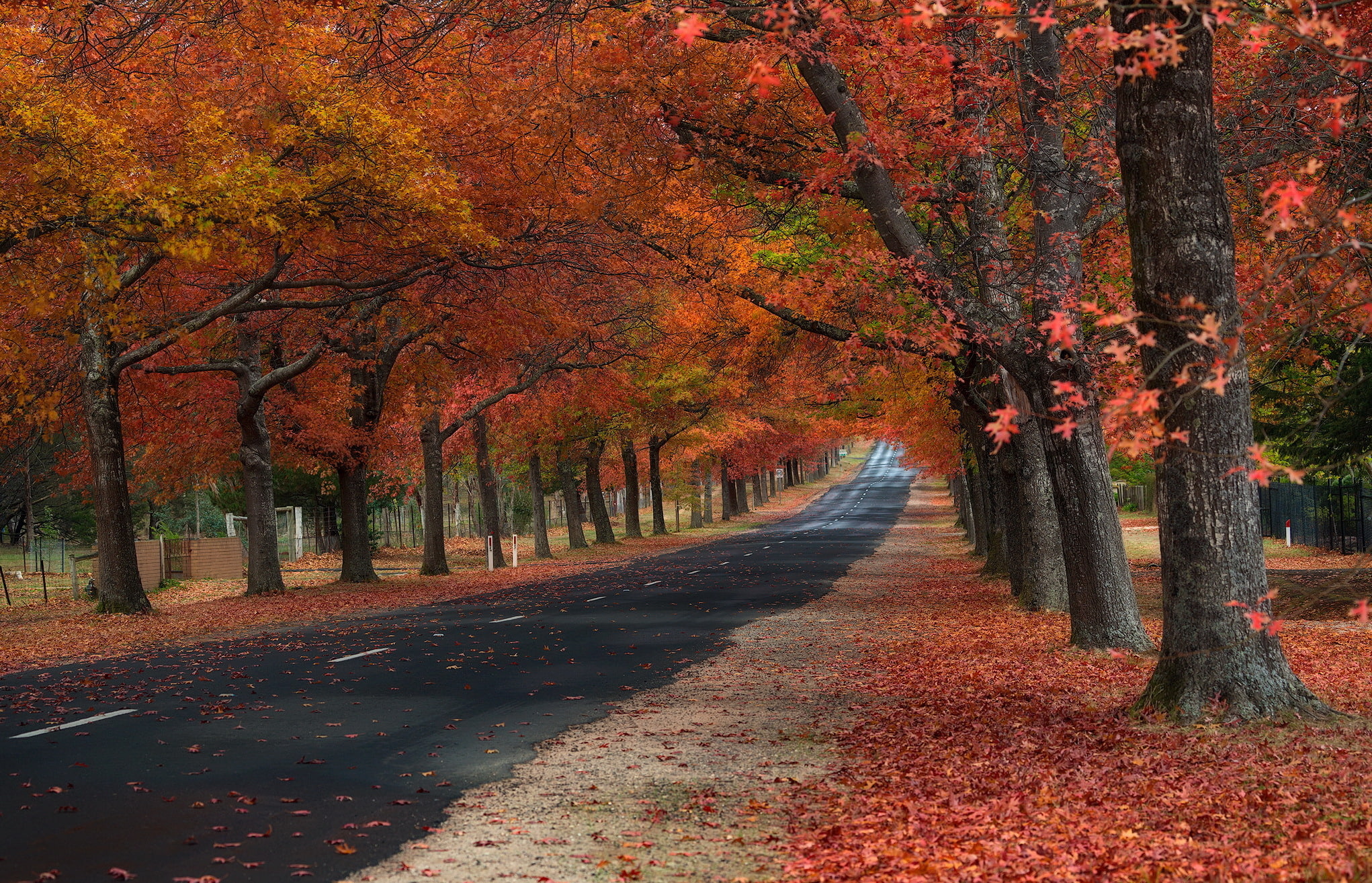 leaves, fall, trees, road