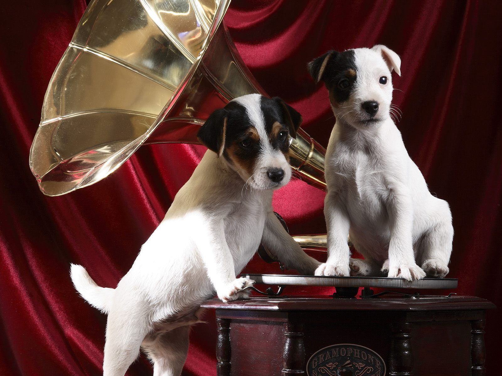 gramaphone, pups, mammal, pets, canine, domestic animals, one animal