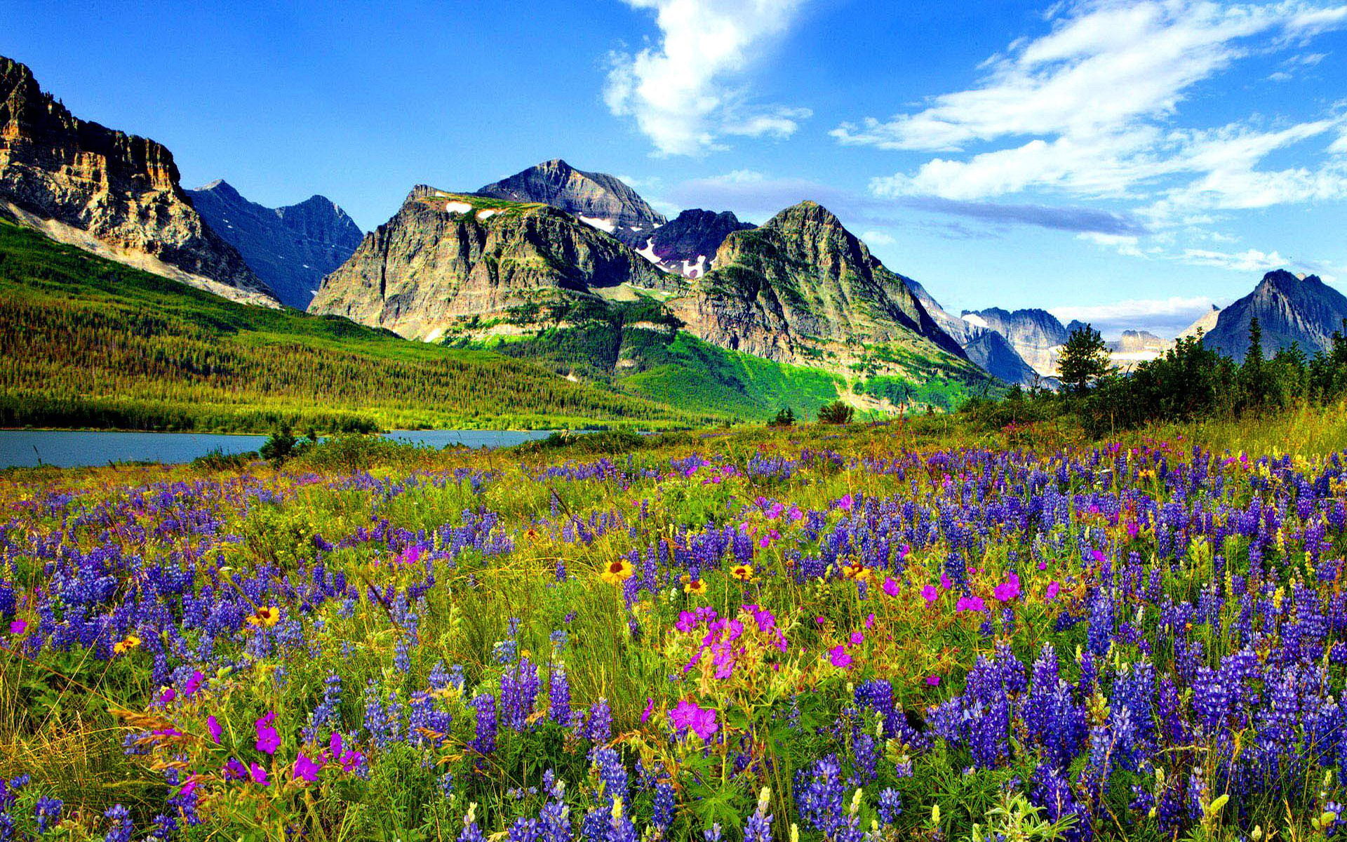 Colorado Mountain Flowers Rocky Mountain Blue Sky White Clouds Wallpaper Hd 1920×1200