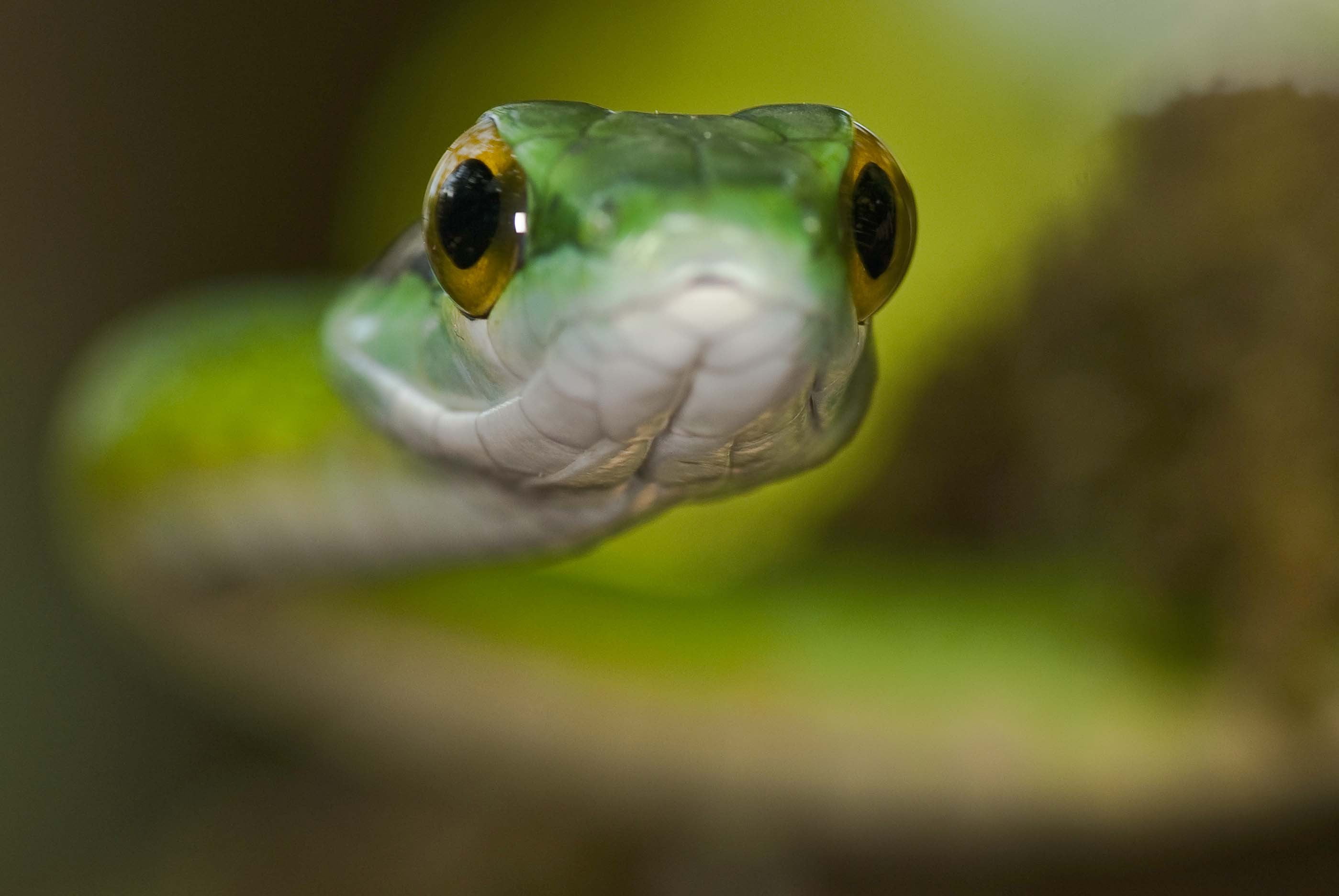 green snake, eyes, macro, hypnosis, animal themes, one animal