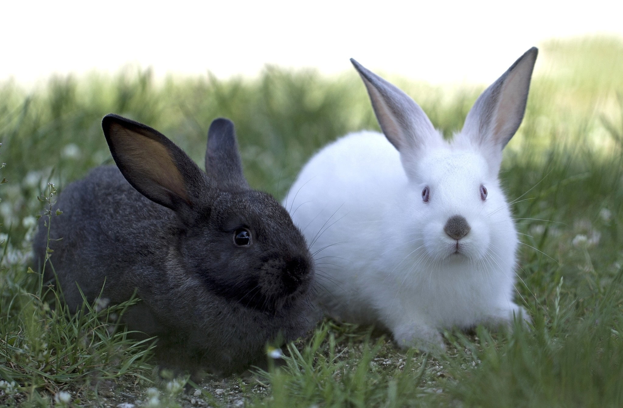 two gray and white rabbits, black, pair, animal, rabbit - animal