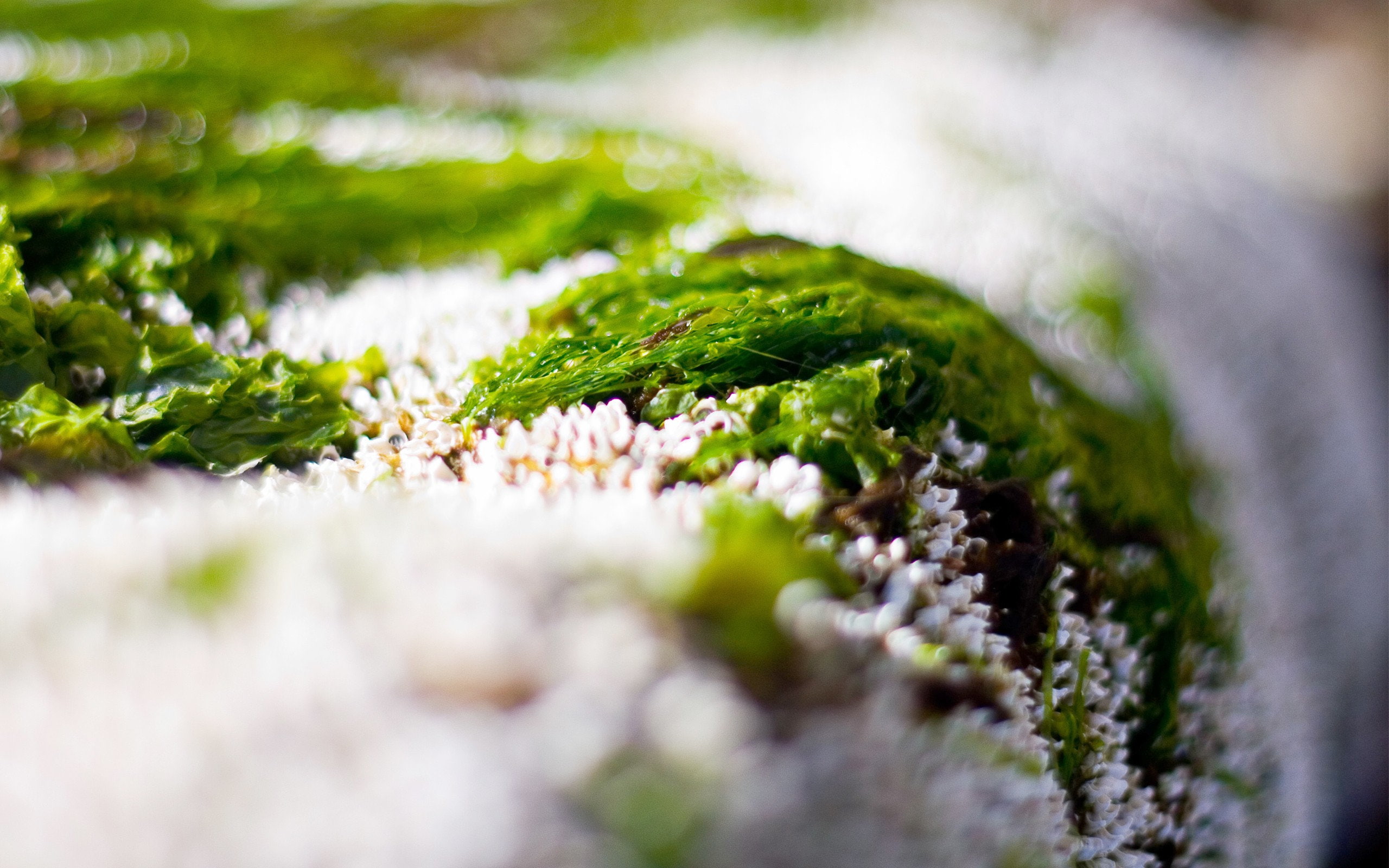 algae, green, macro