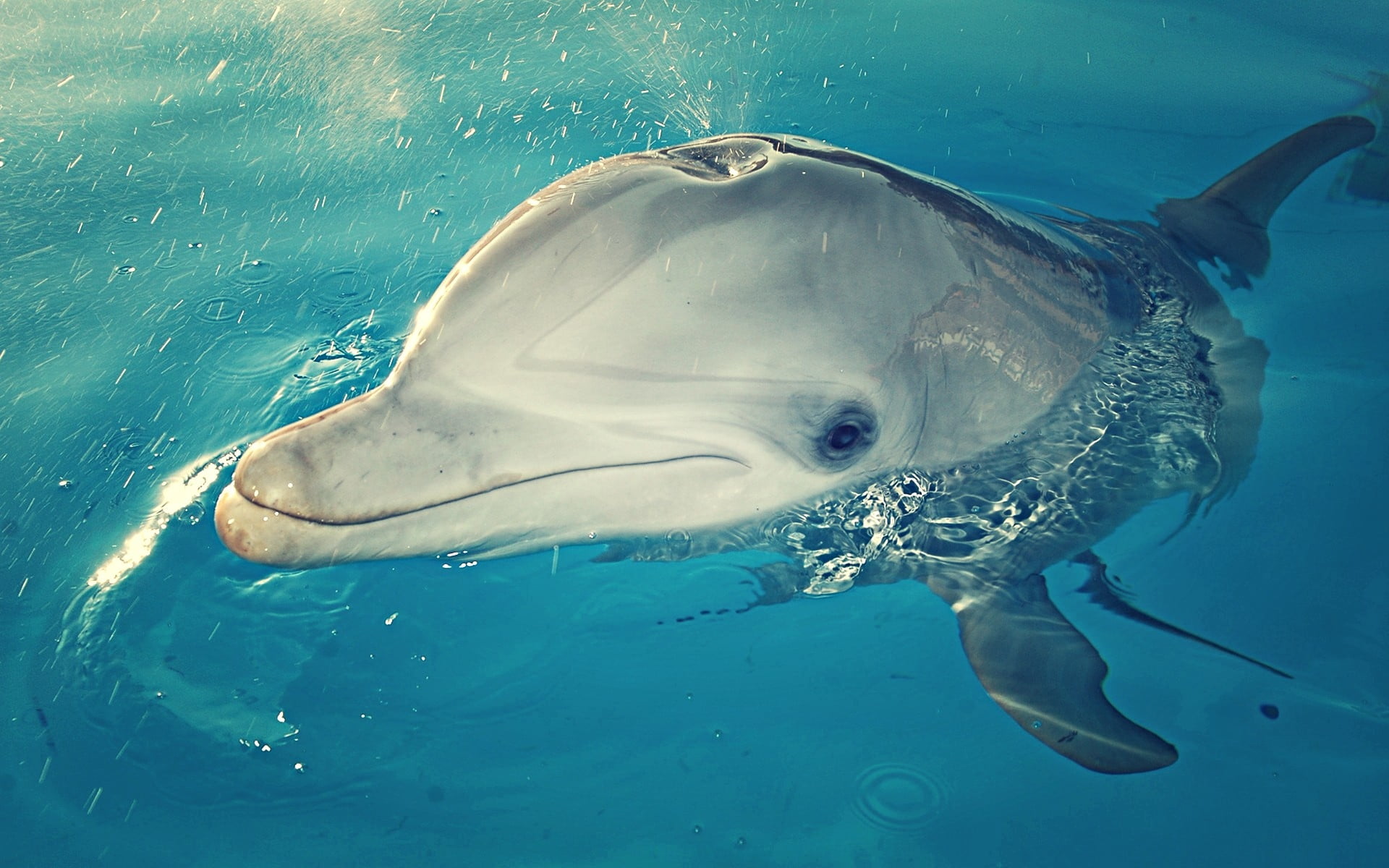 gray dolphin, head, spray, water, sea, animal, underwater, wildlife