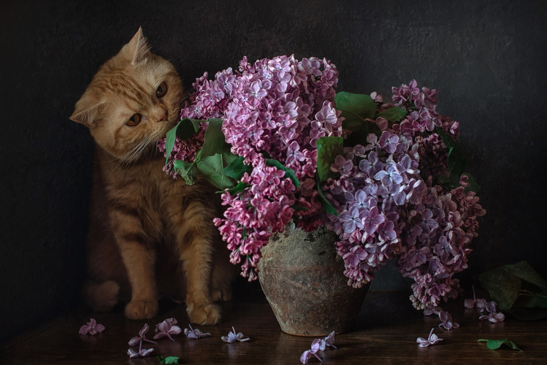 bouquet, lilac, red cat