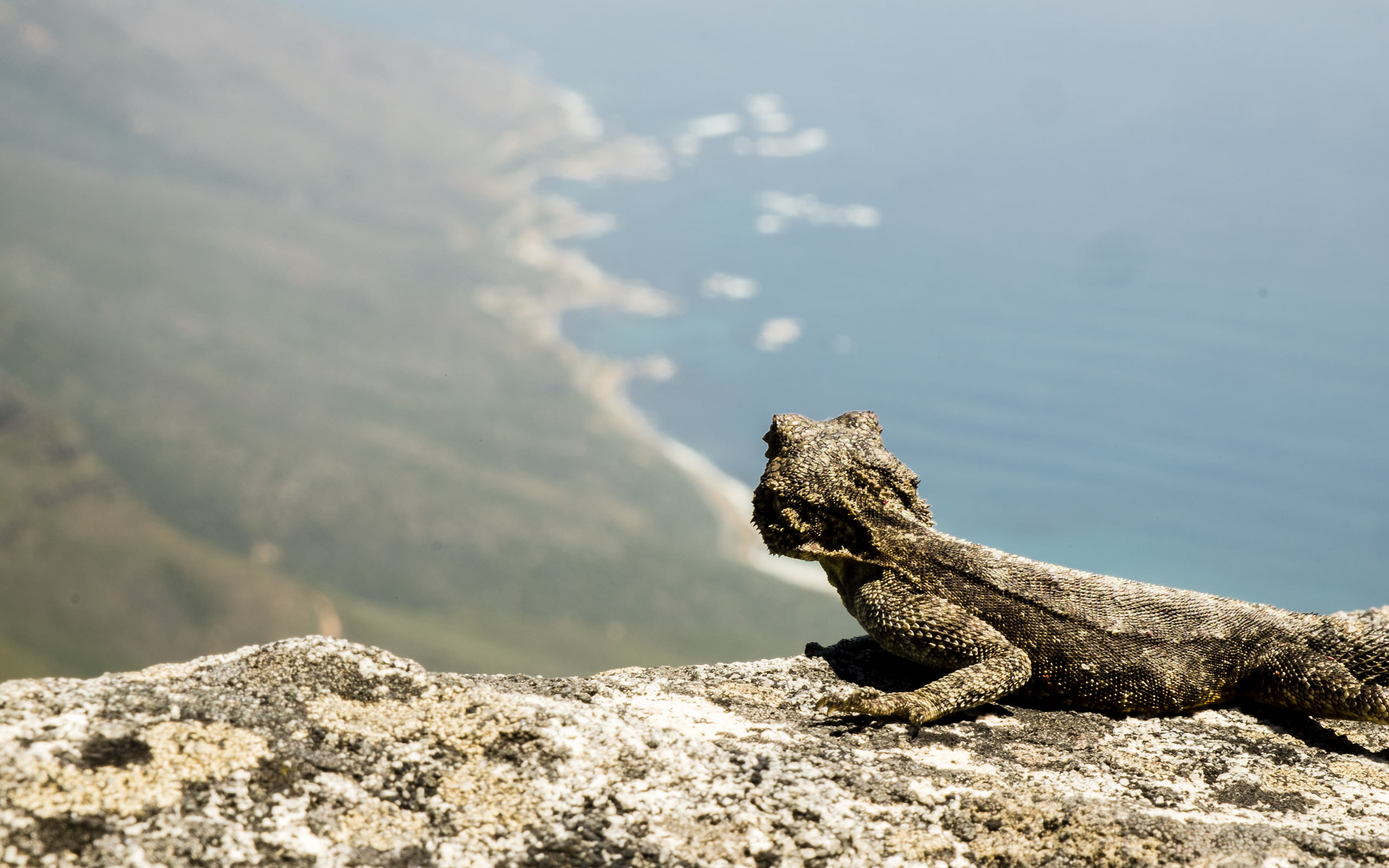 bearded, dragon, lizard