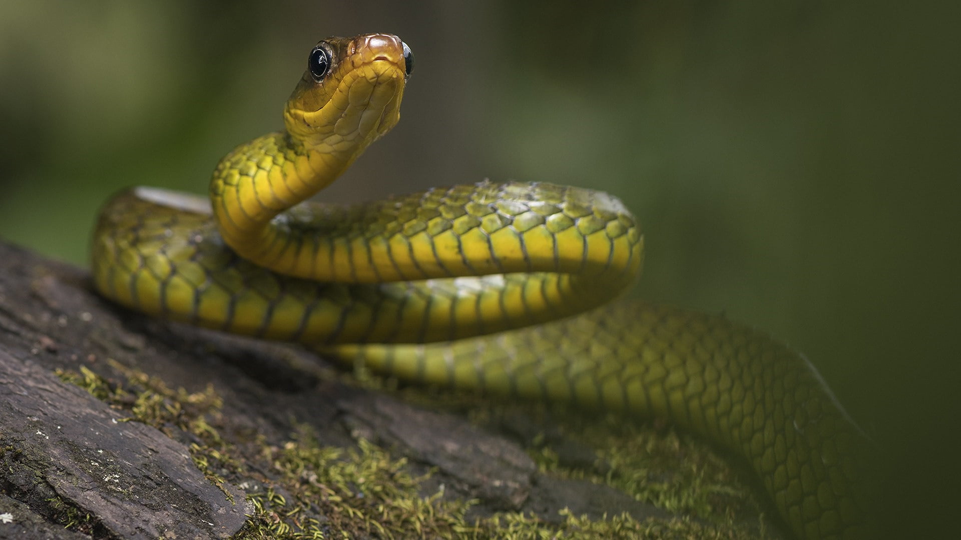 snake, western green mamba, serpent, wildlife, animal themes