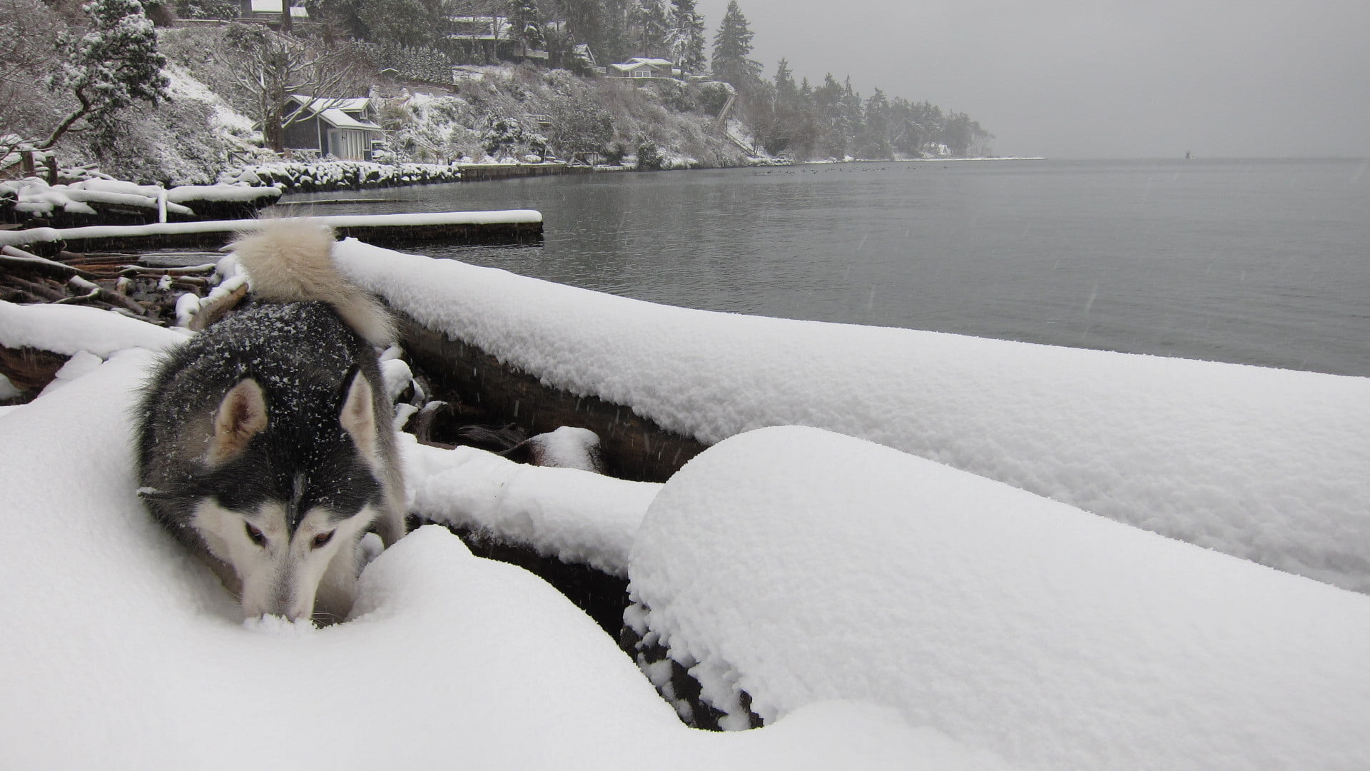 black and white Siberian husky, winter, river, dog, Laika, mammal