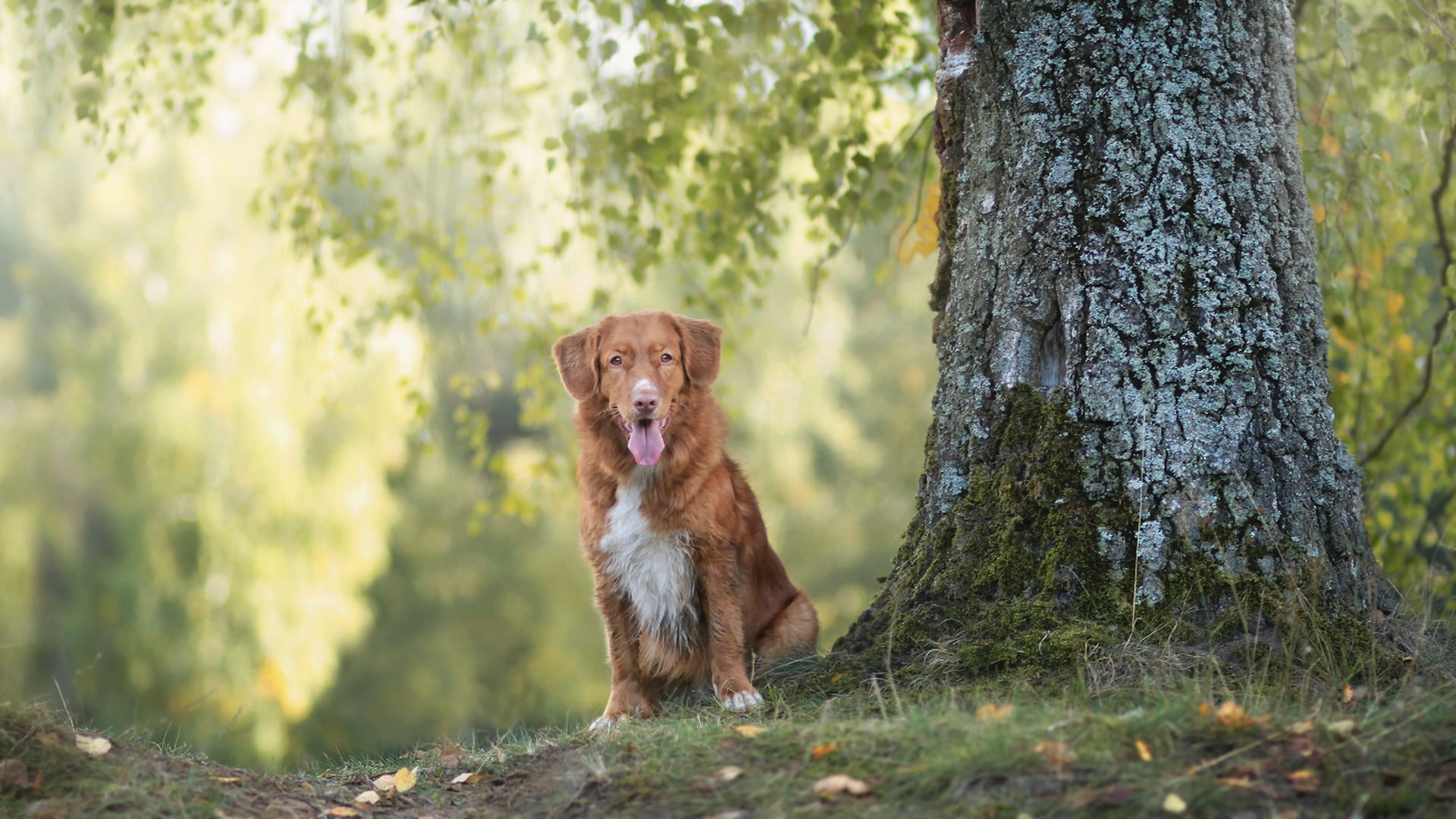 look, each, dog