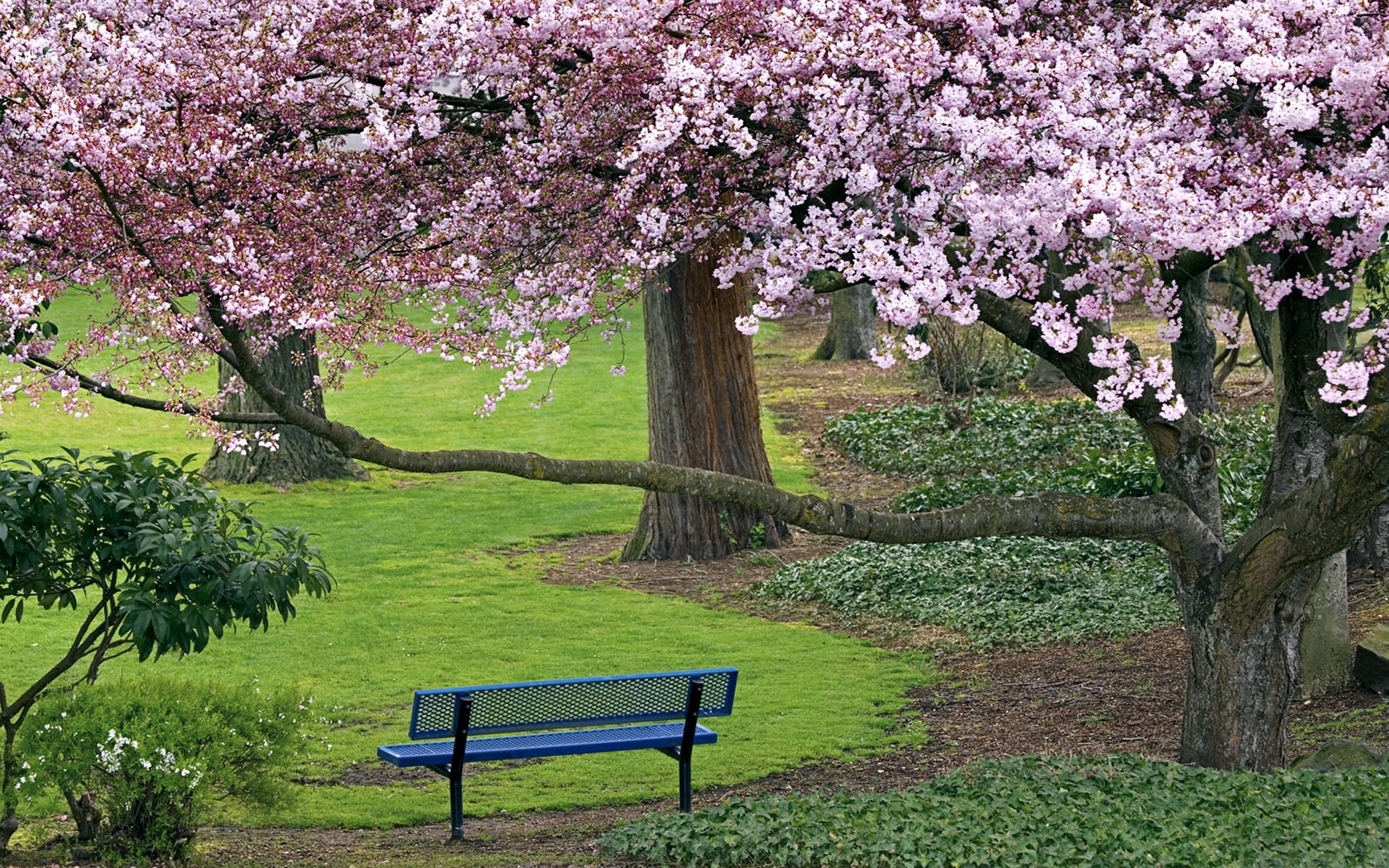 Bench, Tree, Spring