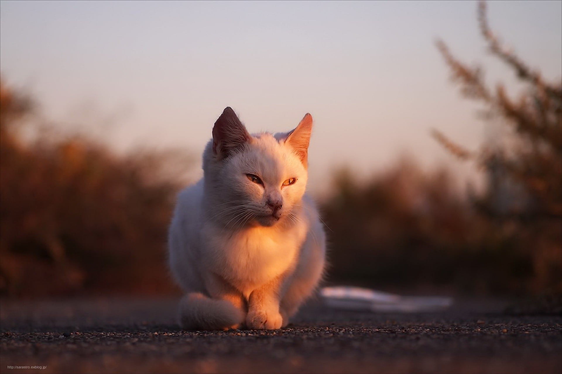 white cat, animals, sunlight, domestic, pets, one animal, domestic animals