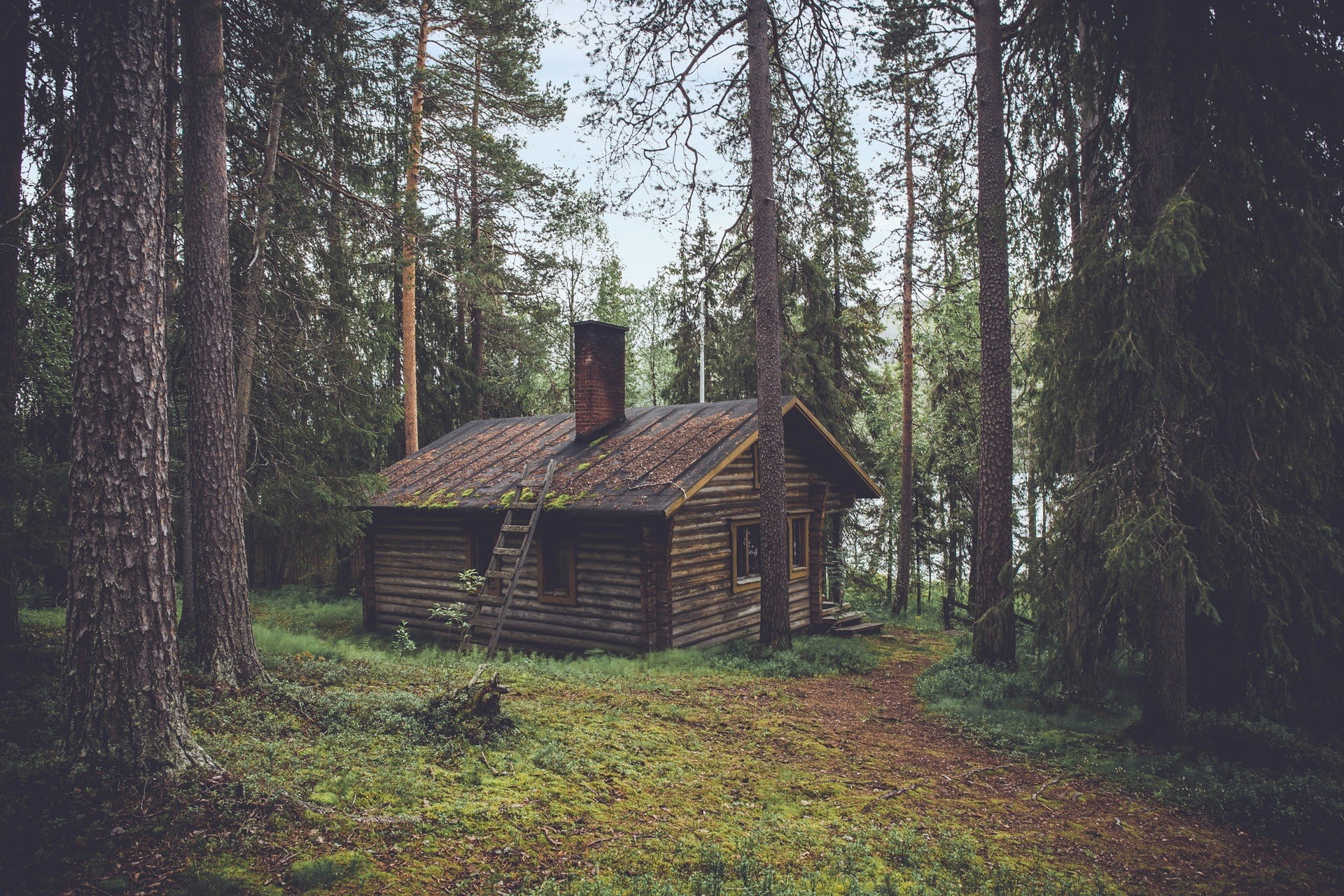 brown wooden house, cabin surrounded by forest trees, landscape