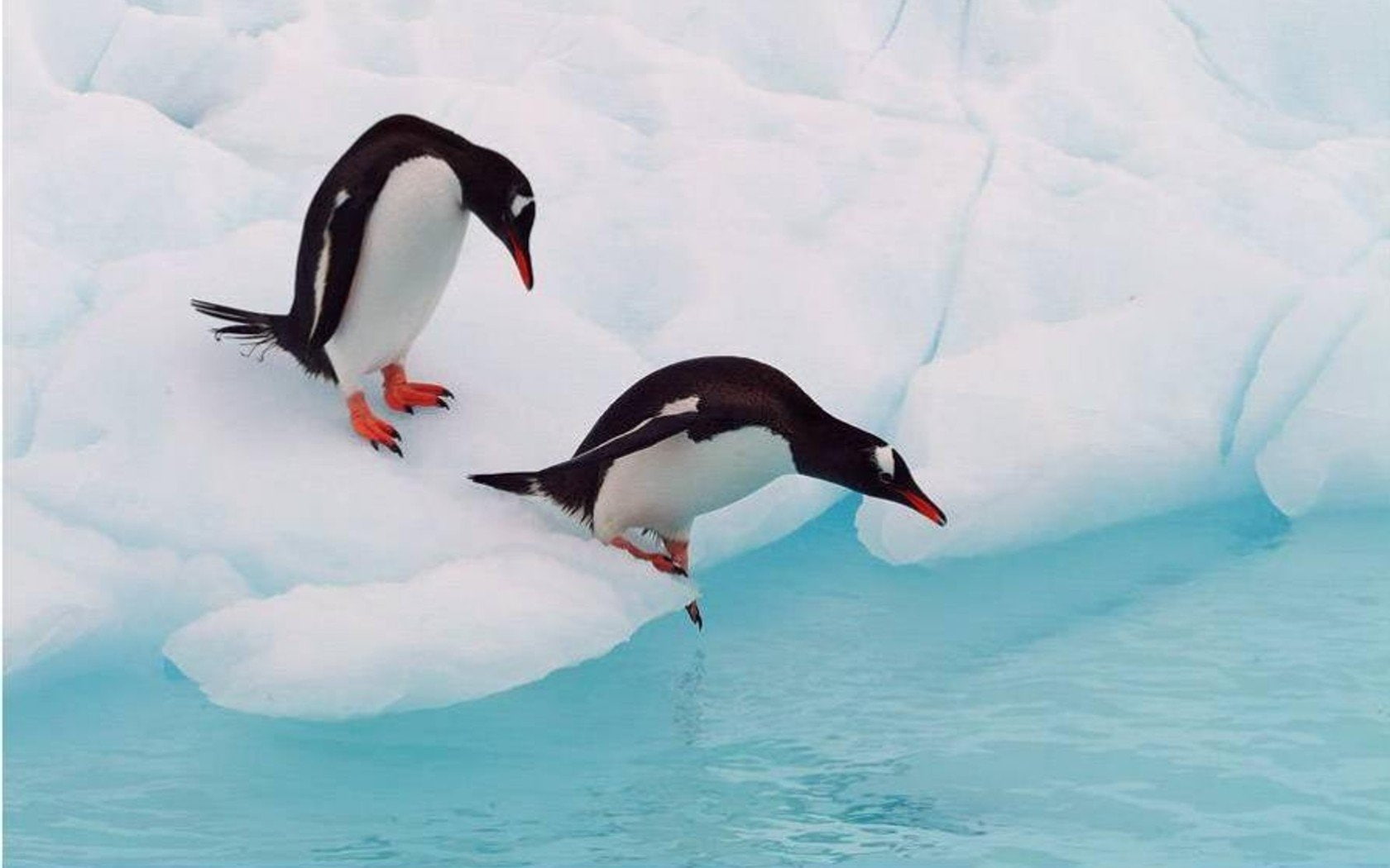 linux, mascot