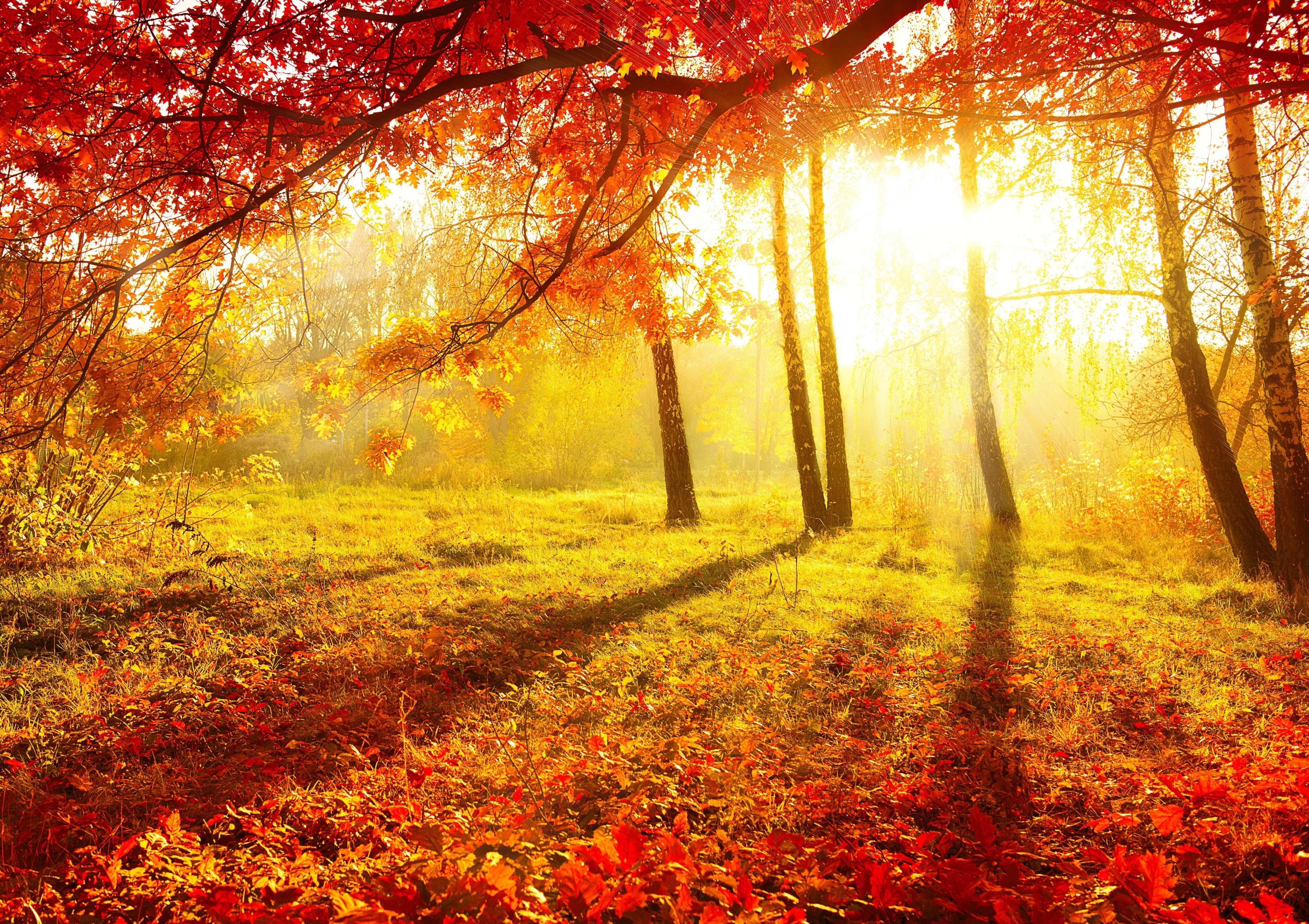 red leafed tree lot, autumn, leaves, trees, nature, morning, beautiful