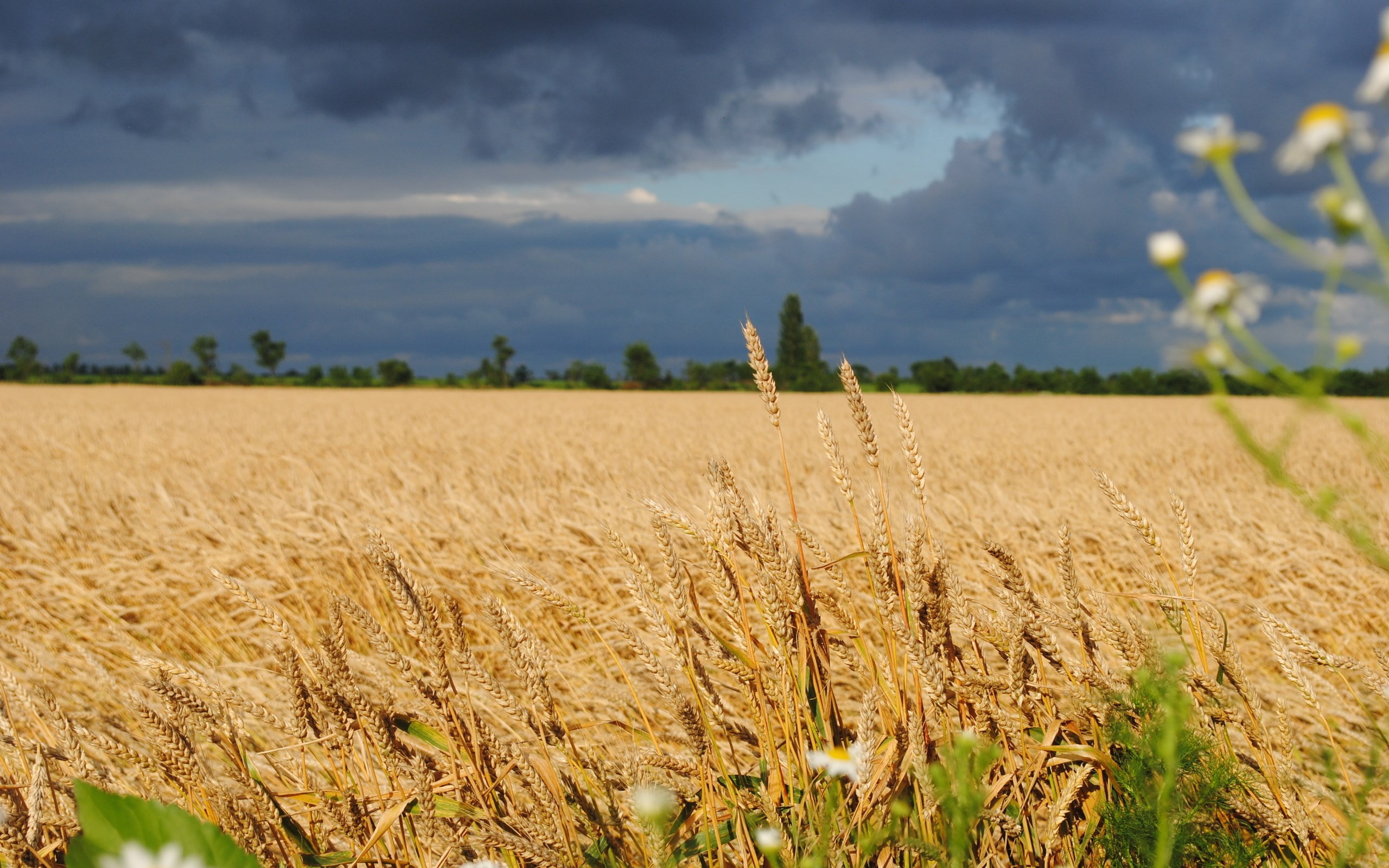 wheat