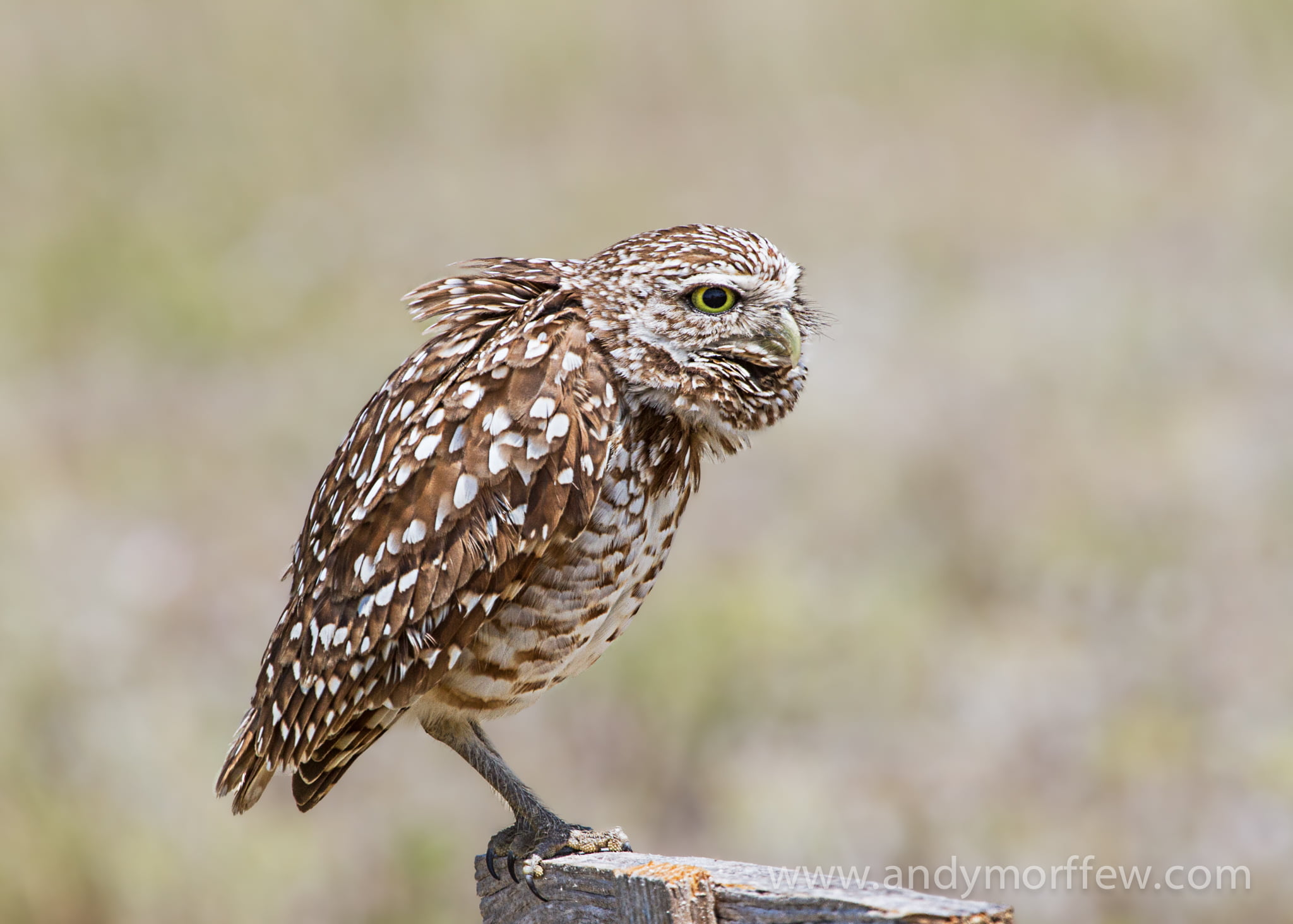 brown and white owl perching on brown bench, faces, Burrowing Owl