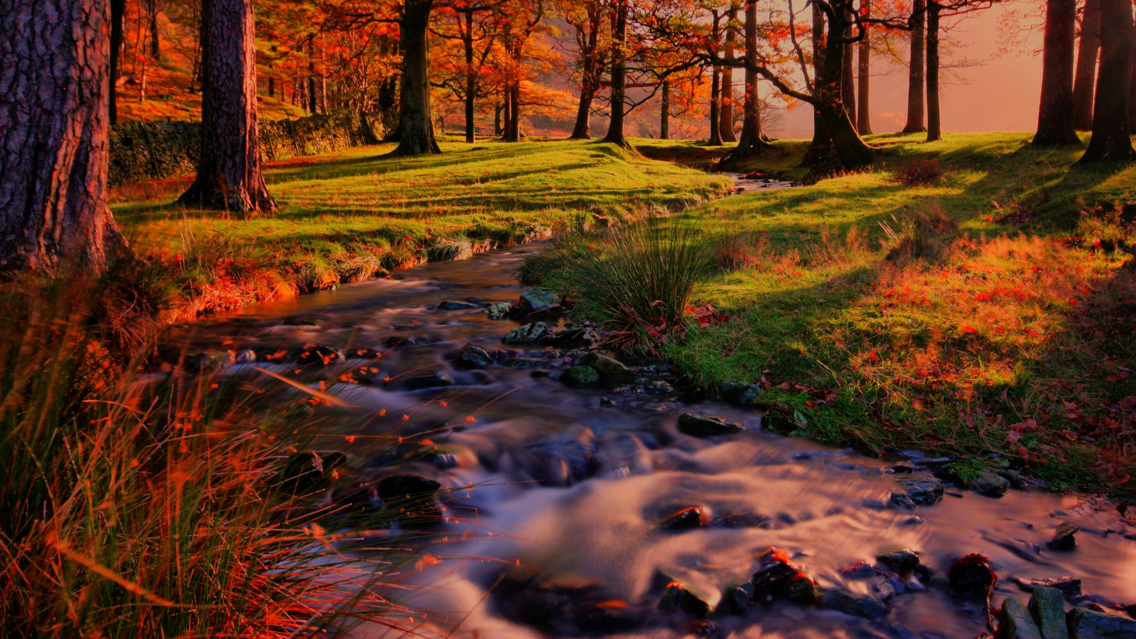 stream, creek, autumn, forest, nature, fall, vegetation, woodland