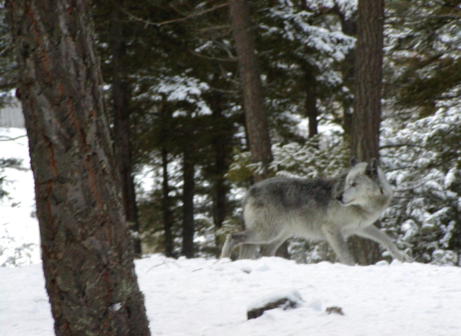 wolf