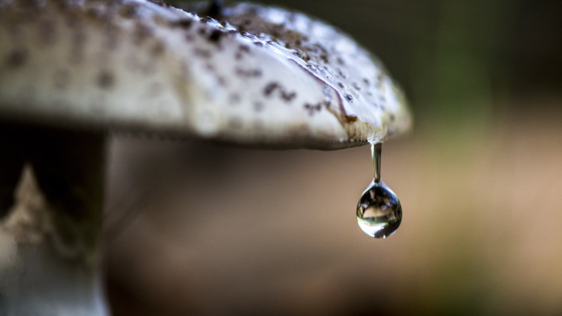brown mushroom, nature, water drops, macro, depth of field, reflection