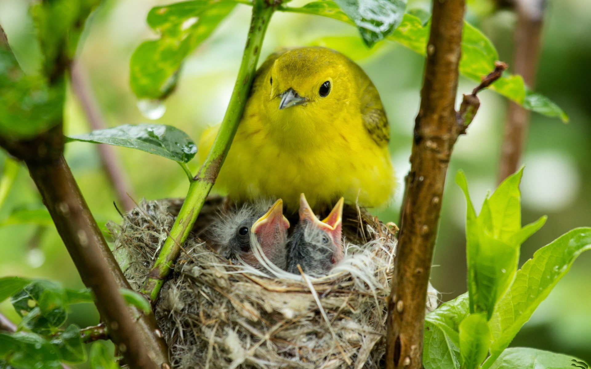 Birds, Yellow Warbler