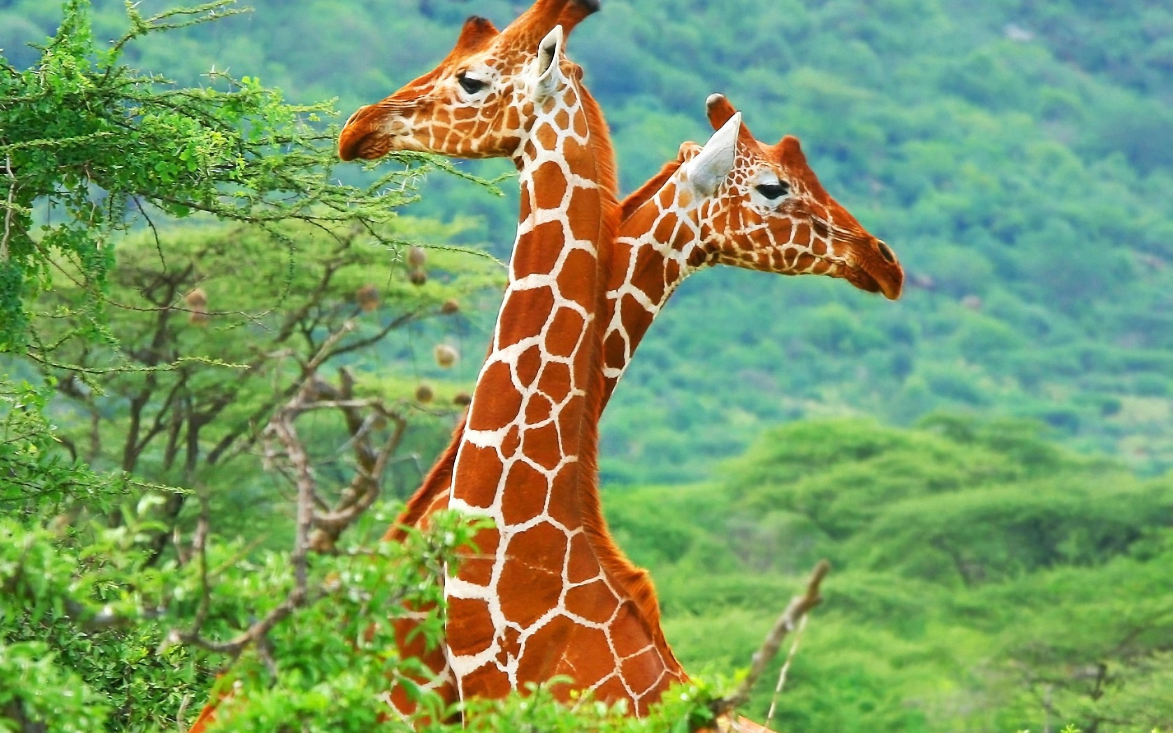 giraffe