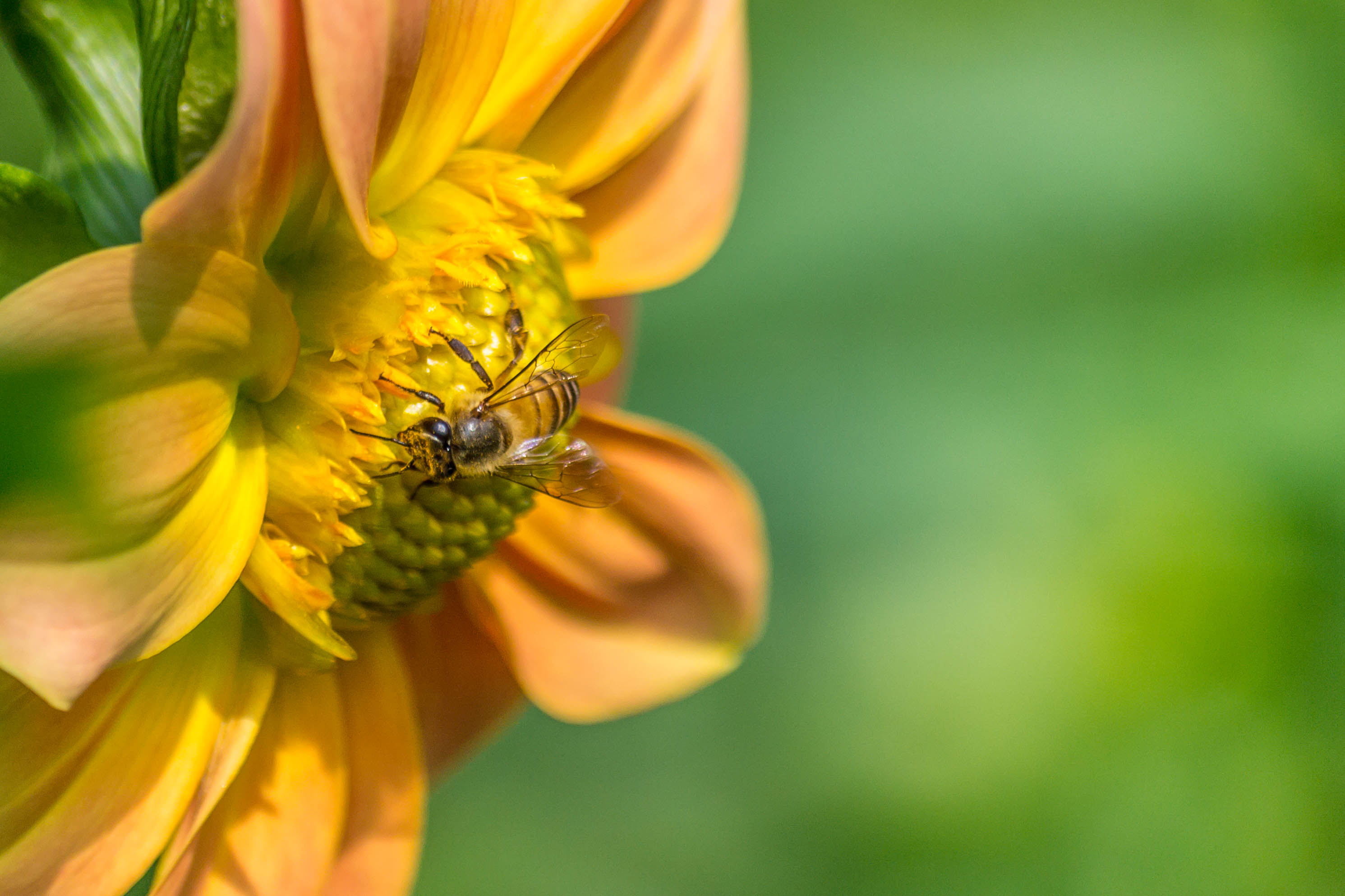 selective focus of bee perching on flower, work, Honey Bee, Bokeh