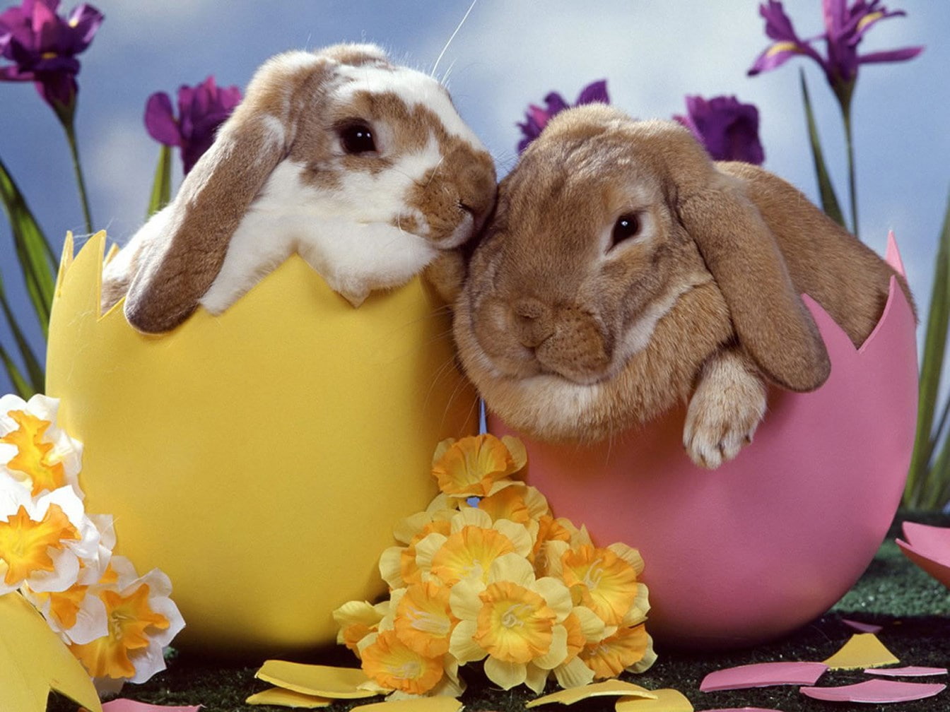 rabbit