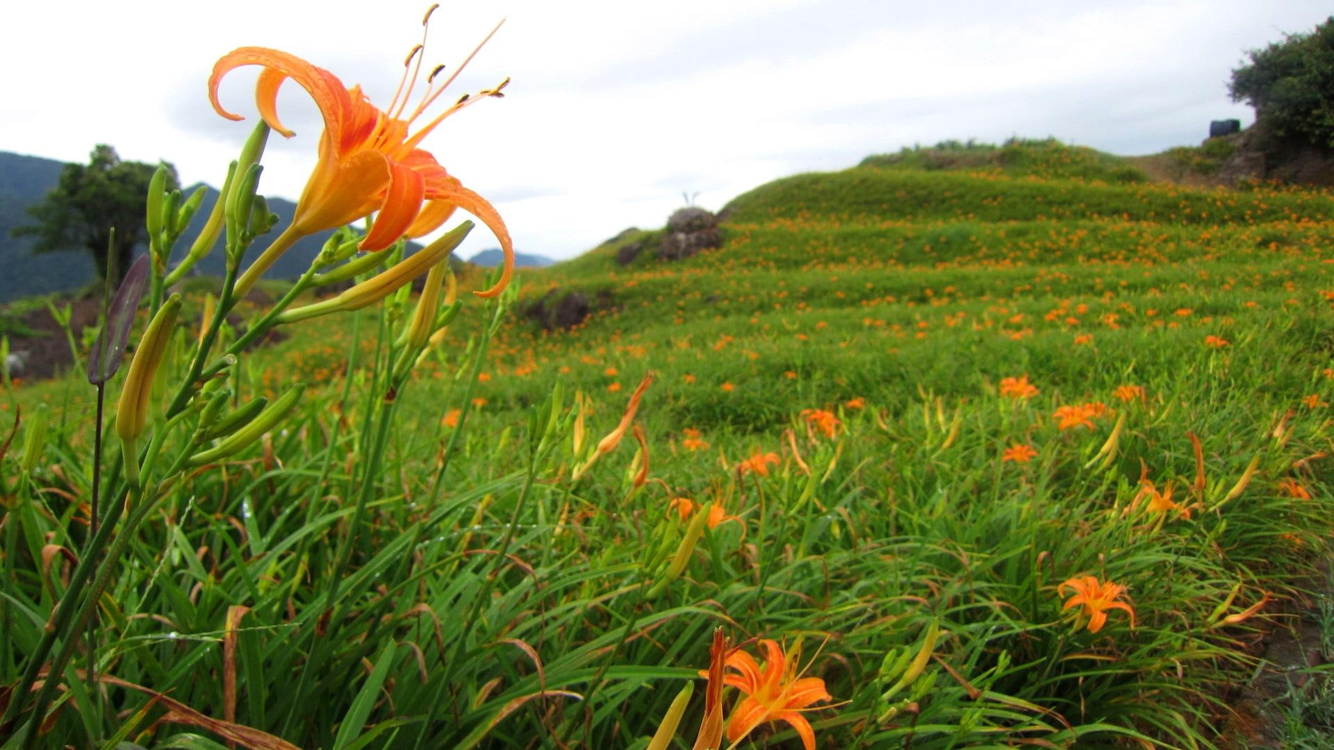 Orange Daylily, mountain, flowers, ornamental-plant