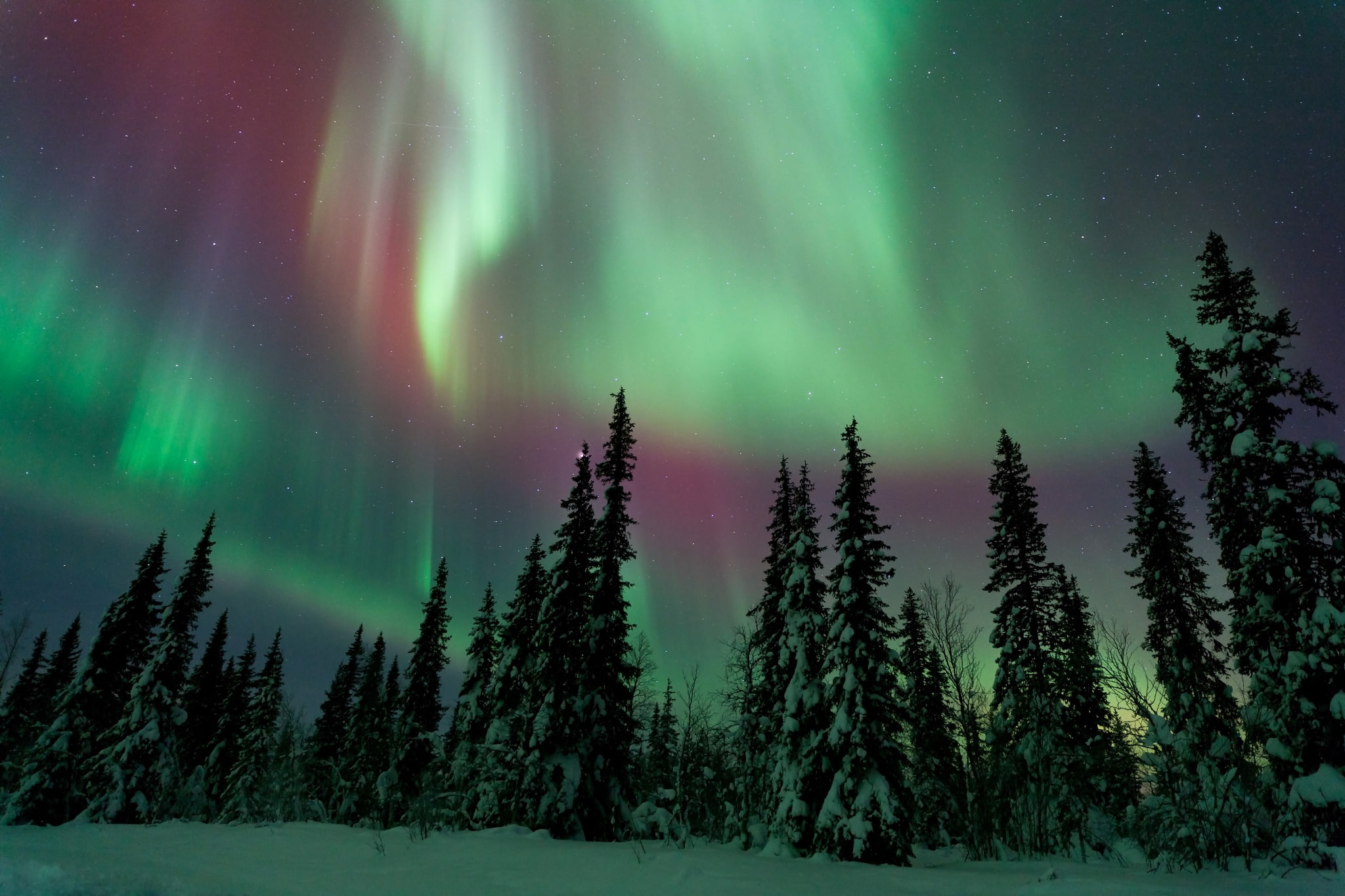 Aurora lights, winter, forest, the sky, night, Northern lights