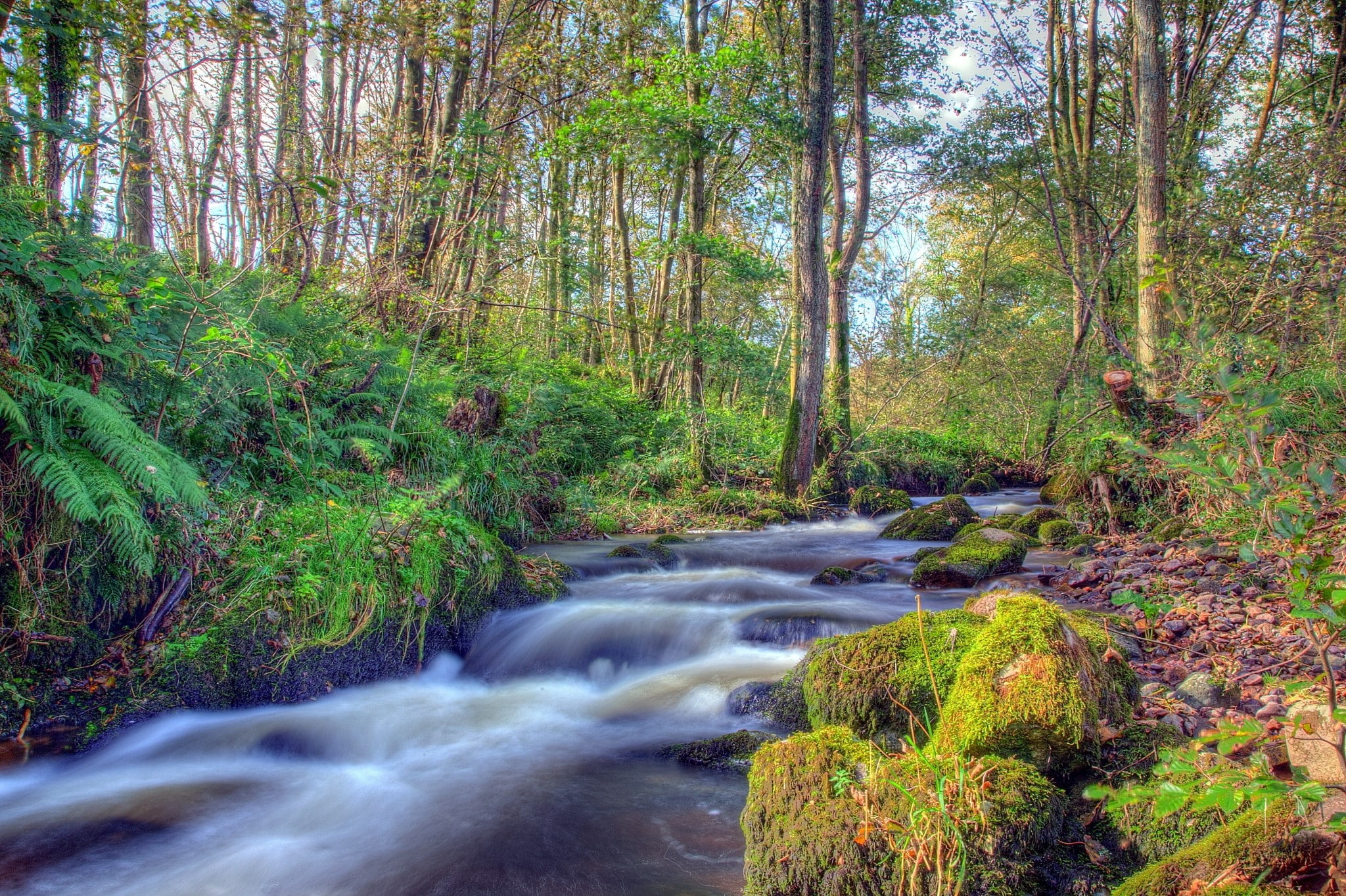 Forest, River, Rocks, Landscape, tree, plant, beauty in nature