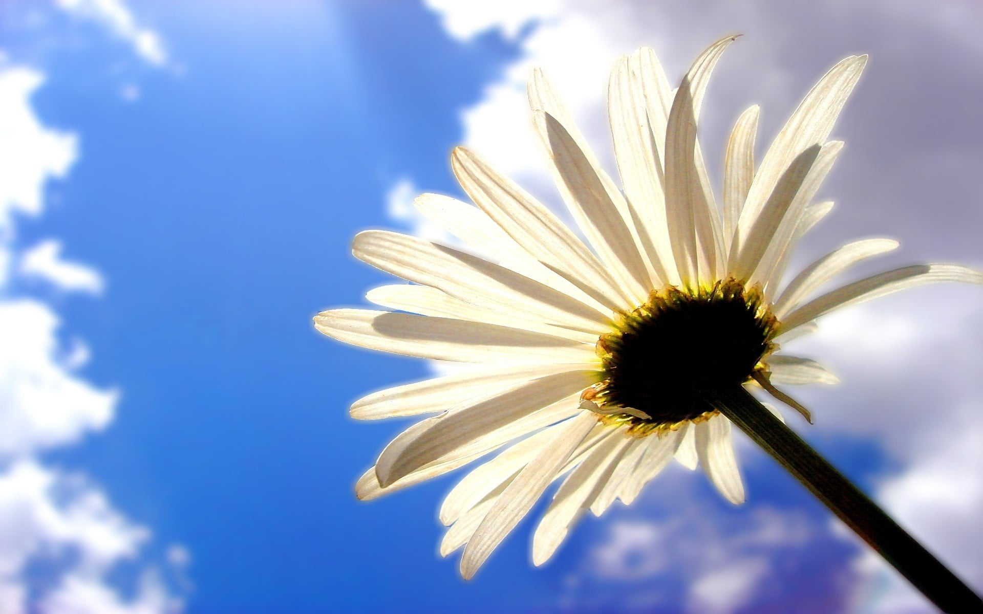 white gerbera daisy flower, sky, clouds, shadows, nature, summer
