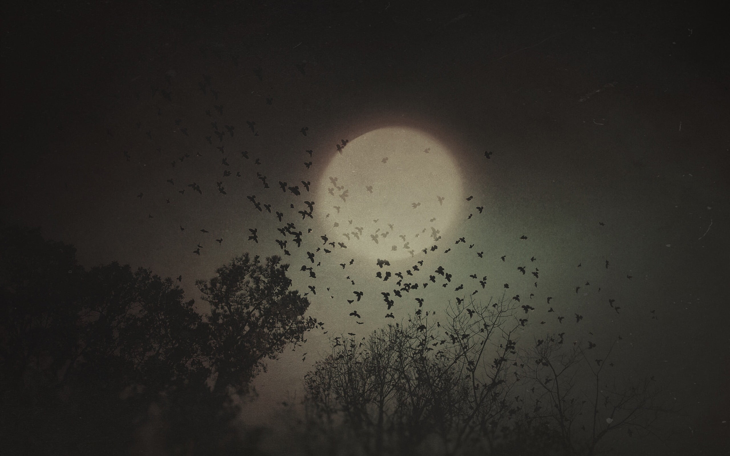 full moon, fantasy art, crow, night, trees, dark, beige, no people