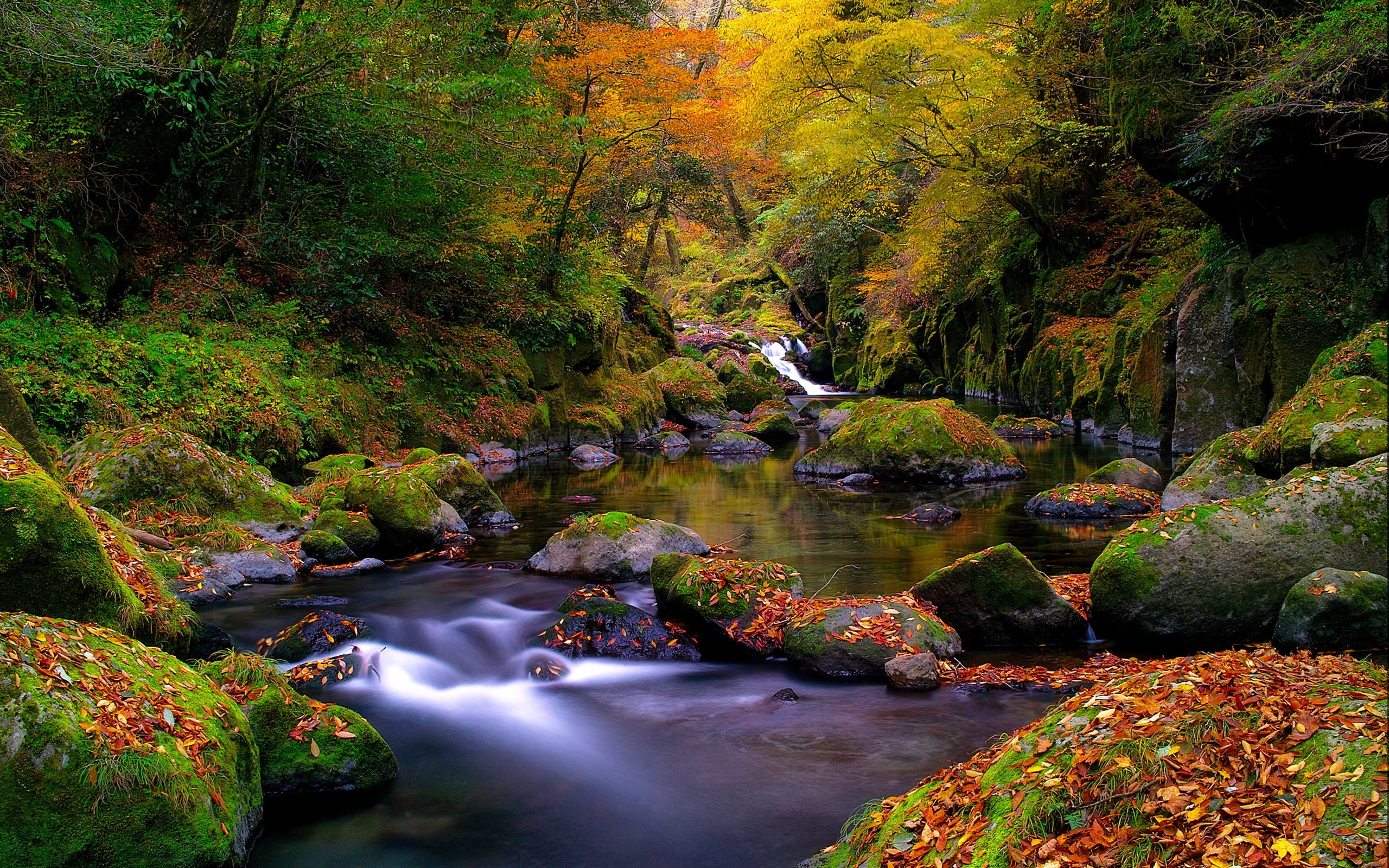 autumn, colorful, forest, leaves, river