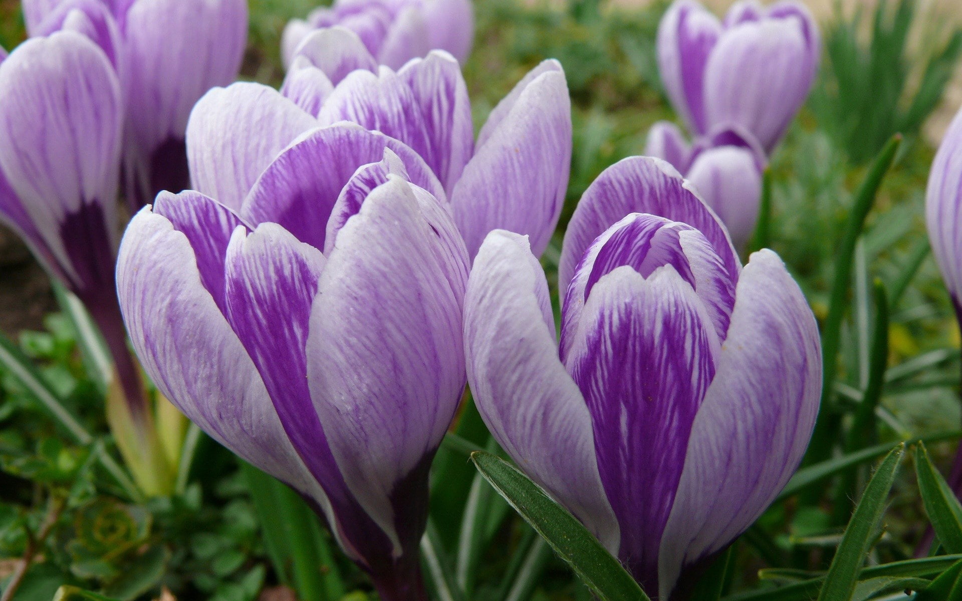 crocus
