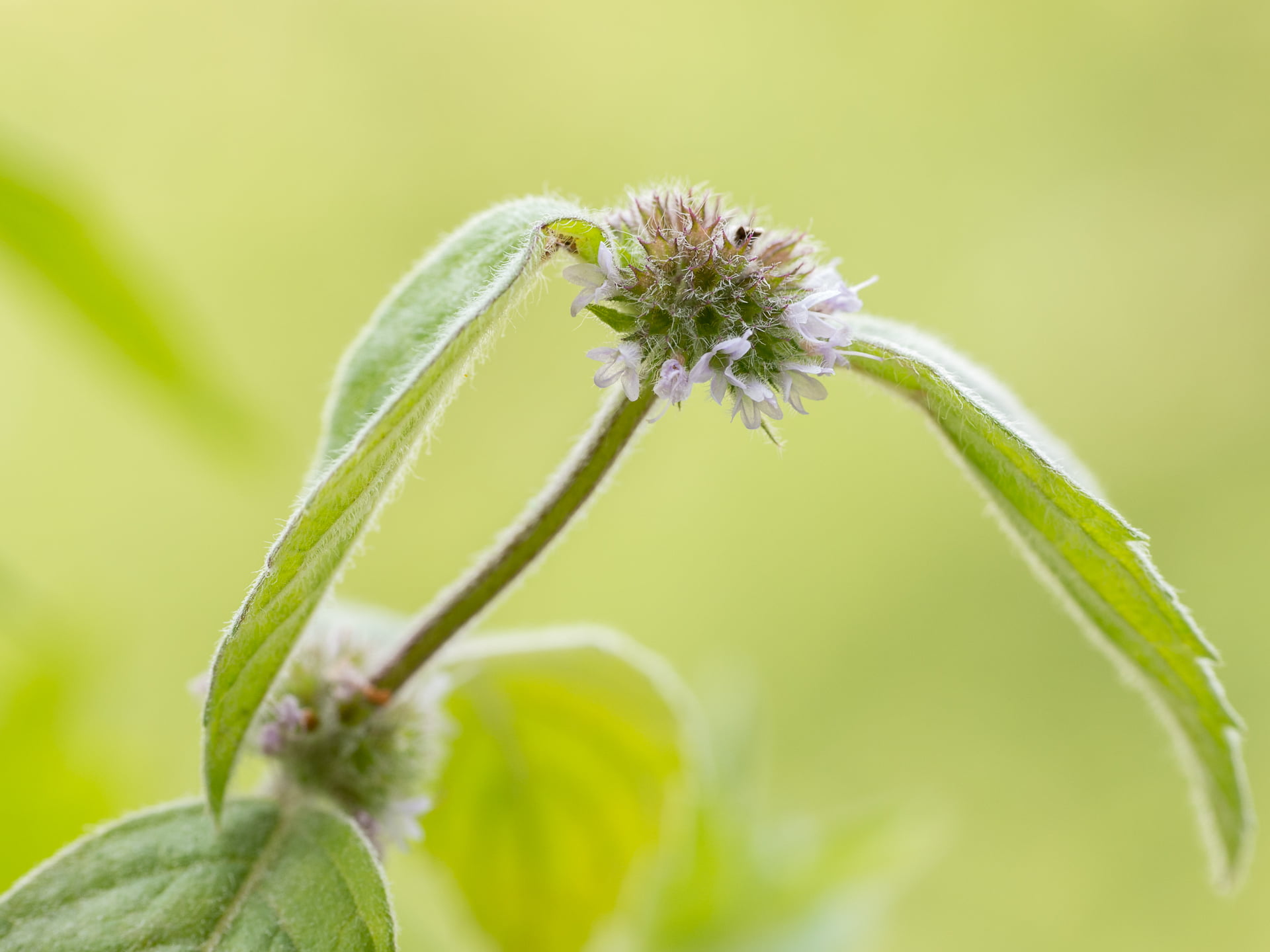 green leaf plant with white flower, Peppermint, Blume, Panasonic Lumix G5
