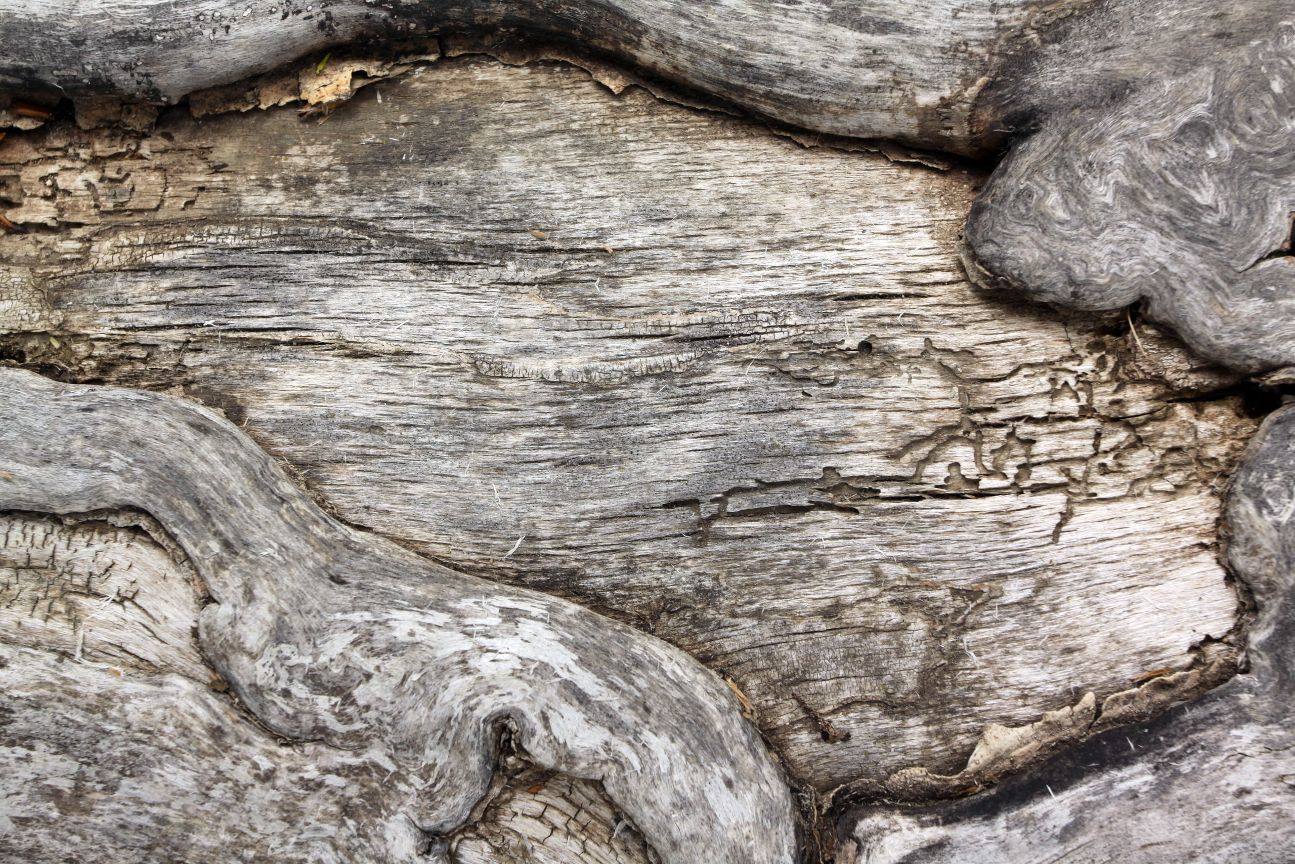 background, tree, texture