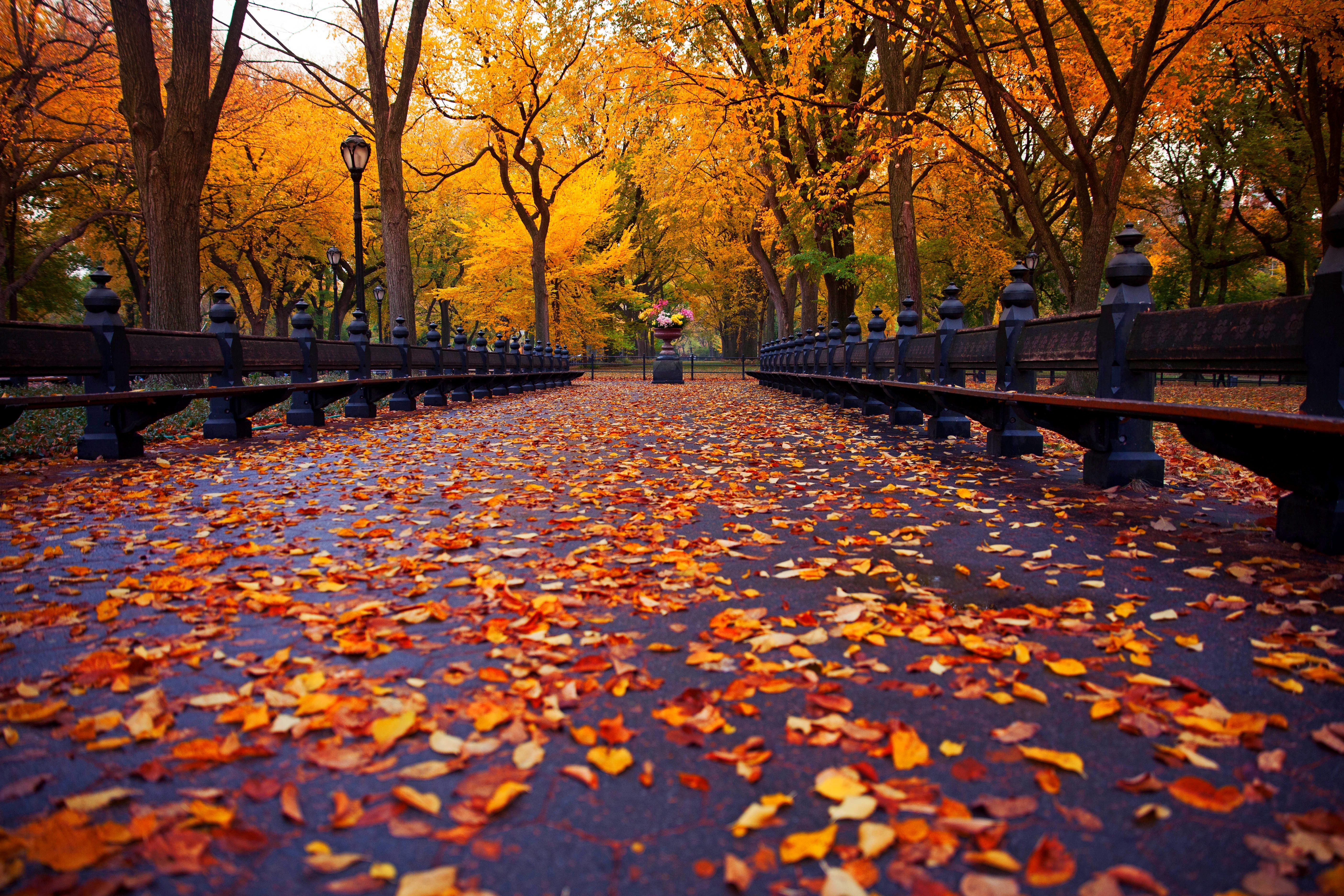 maple tree lot, autumn, leaves, trees, bench, nature, Park, New York