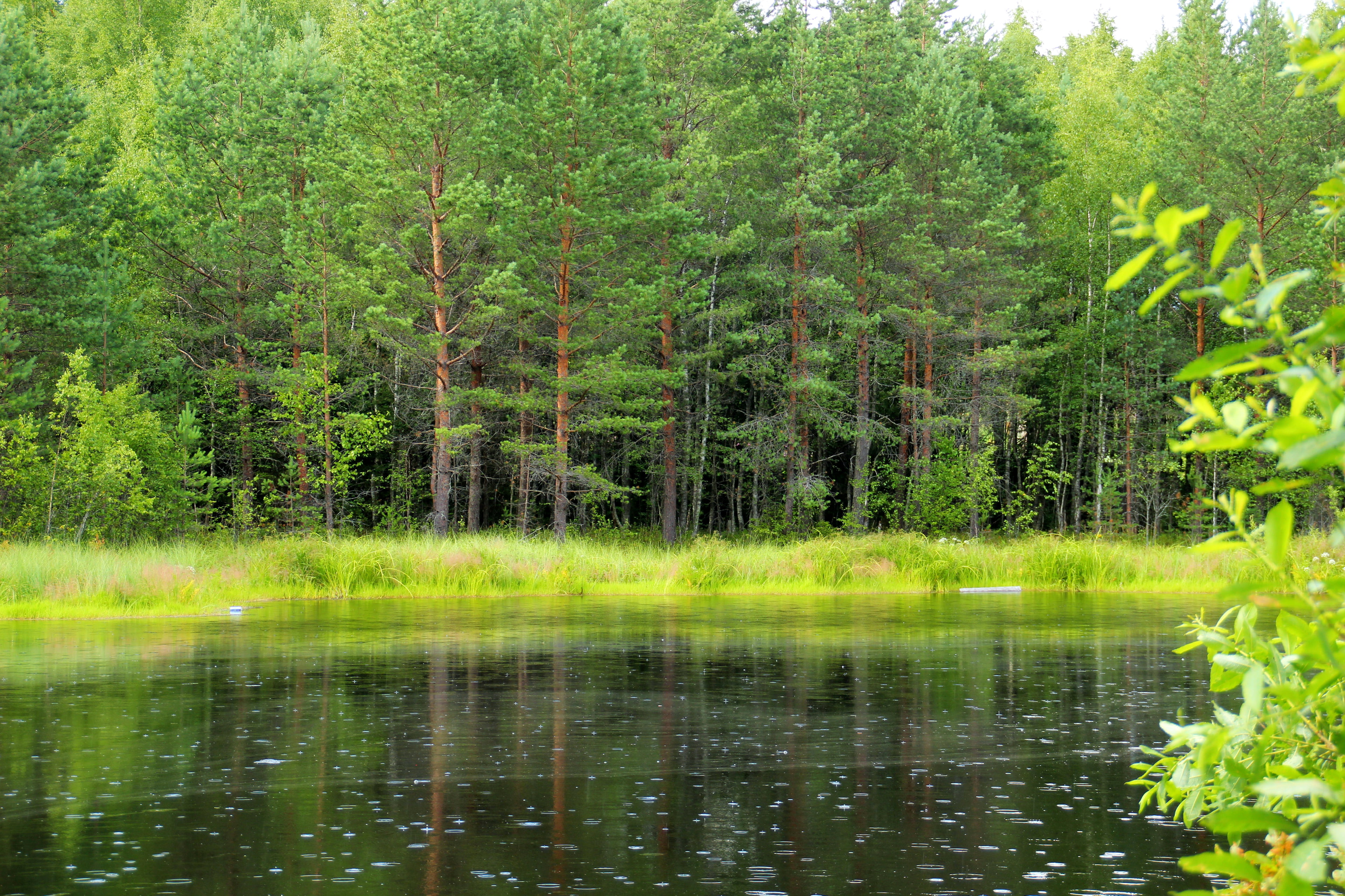 green leafed tree, greens, forest, grass, trees, lake, Russia